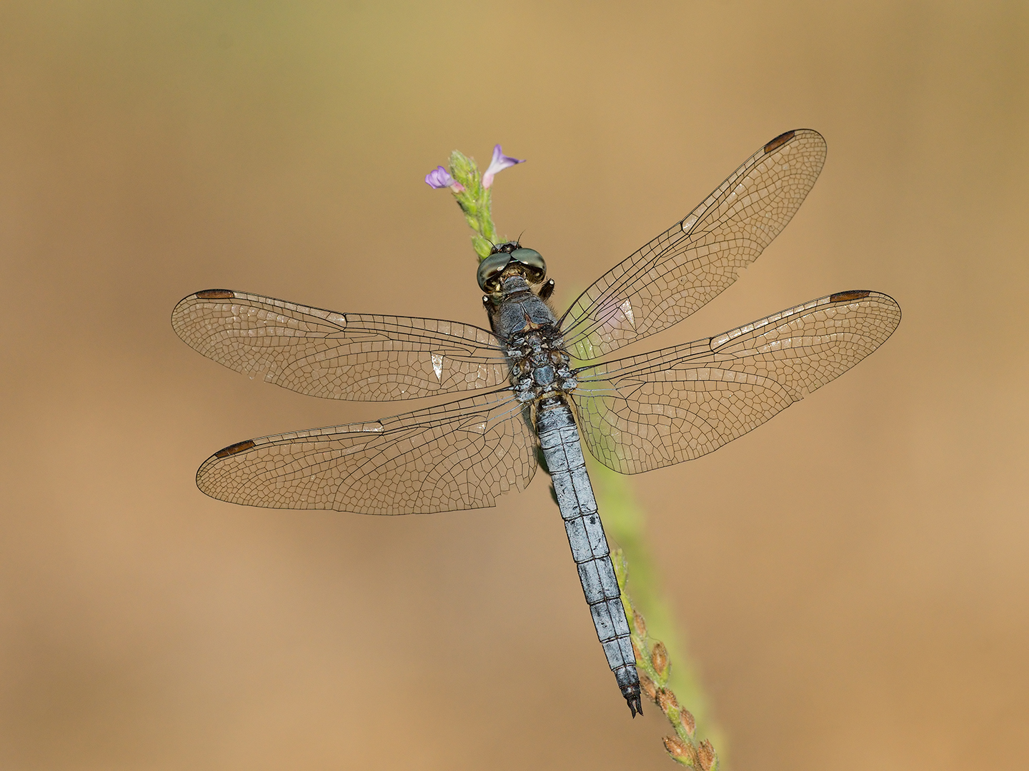 Orthetrum brunneum (male)