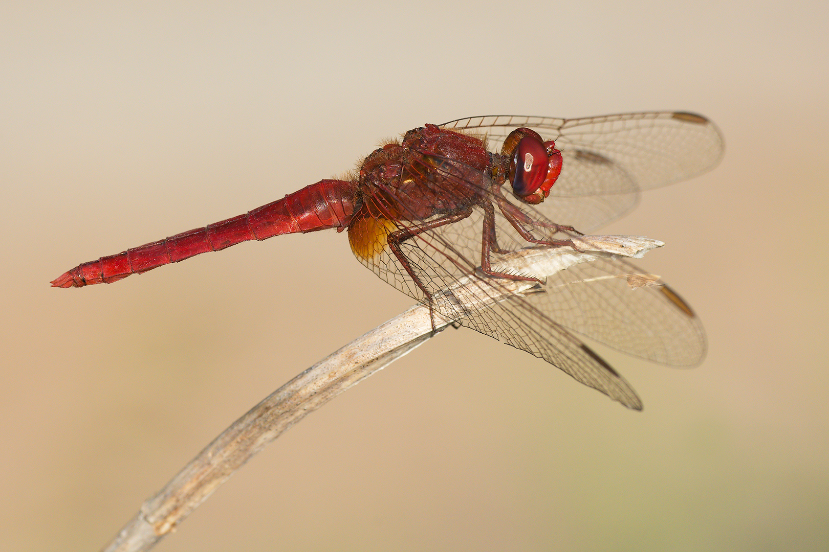 Crocothemis erythraea (male)