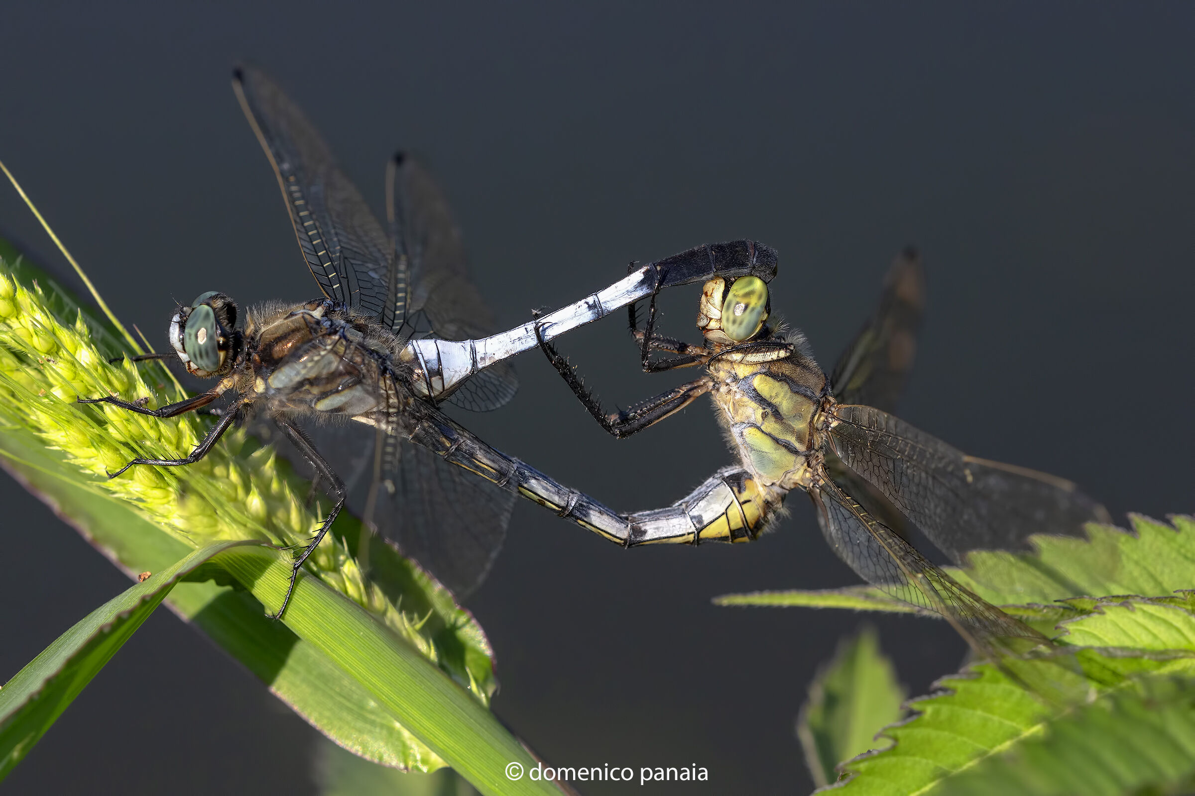 orthetrum albistylum
