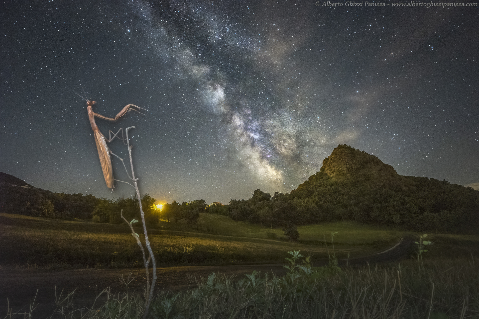 Mantises are also attracted to stars