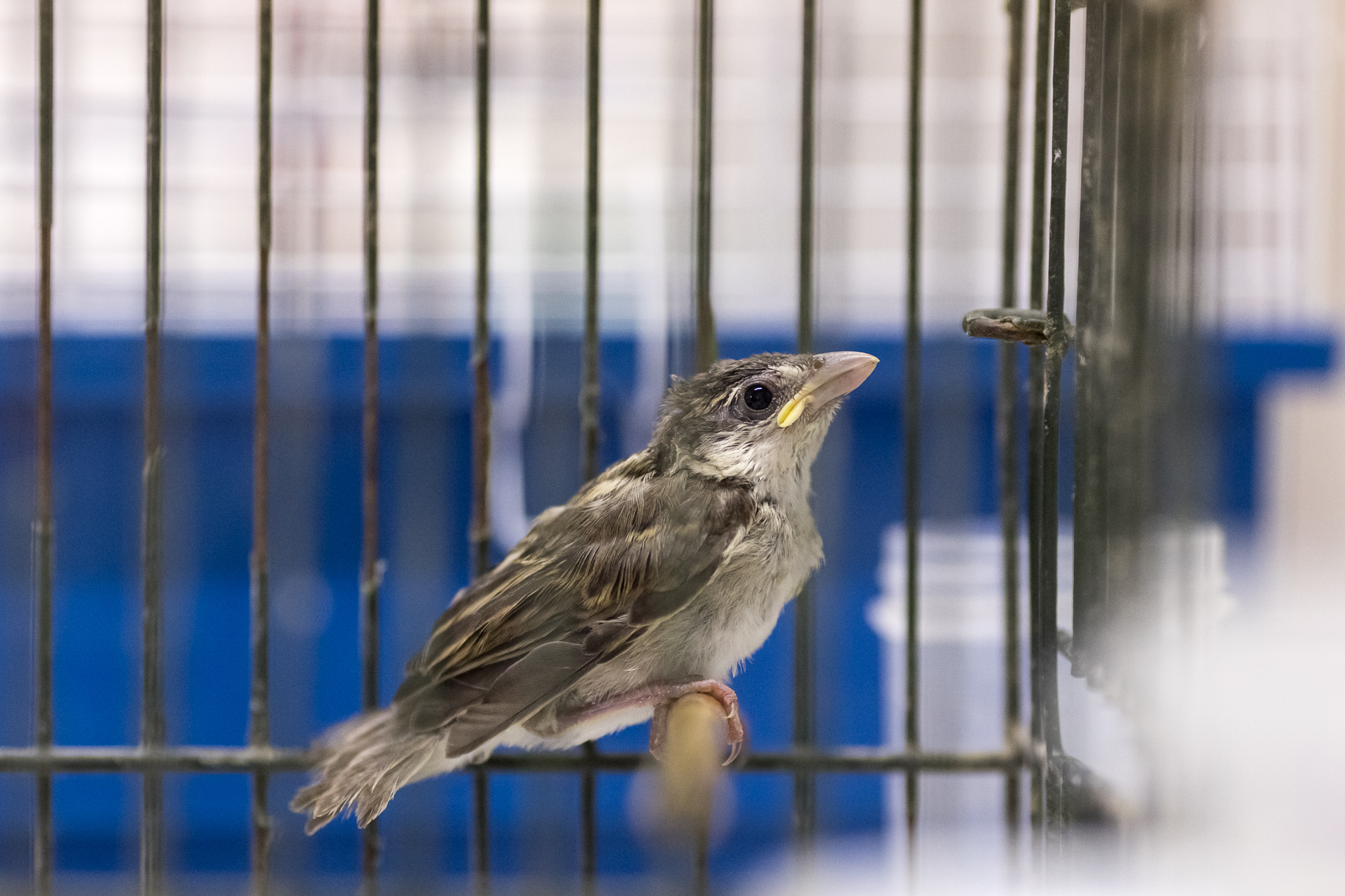 2022_07_29 CeTRAS - Liberazione rapaci ad Arno Vecchio