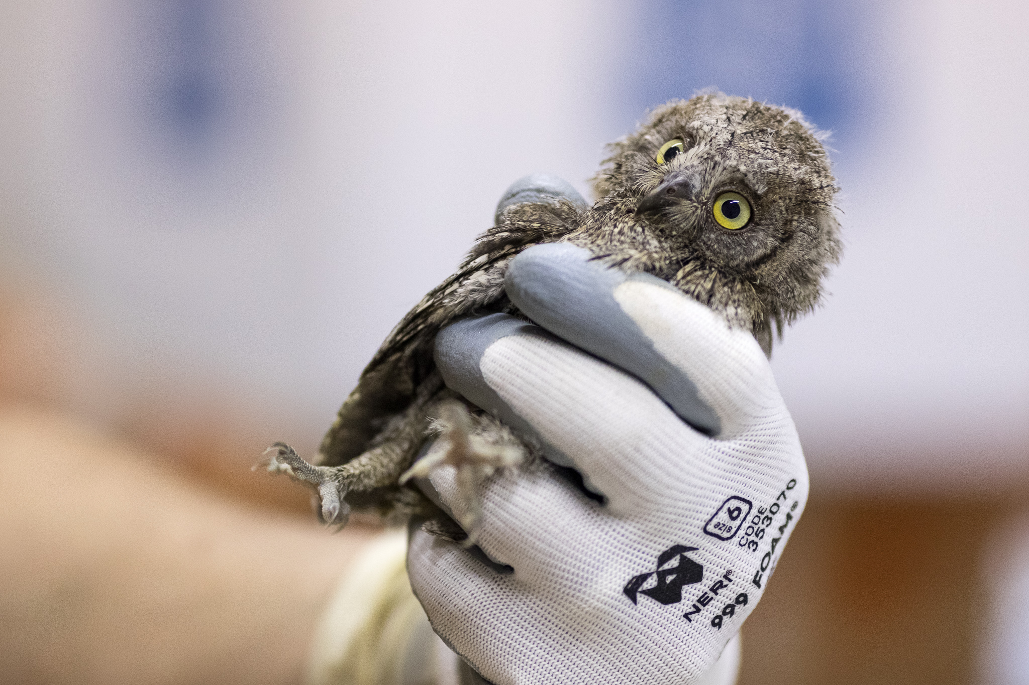 2022_07_29 CeTRAS - Liberazione rapaci ad Arno Vecchio