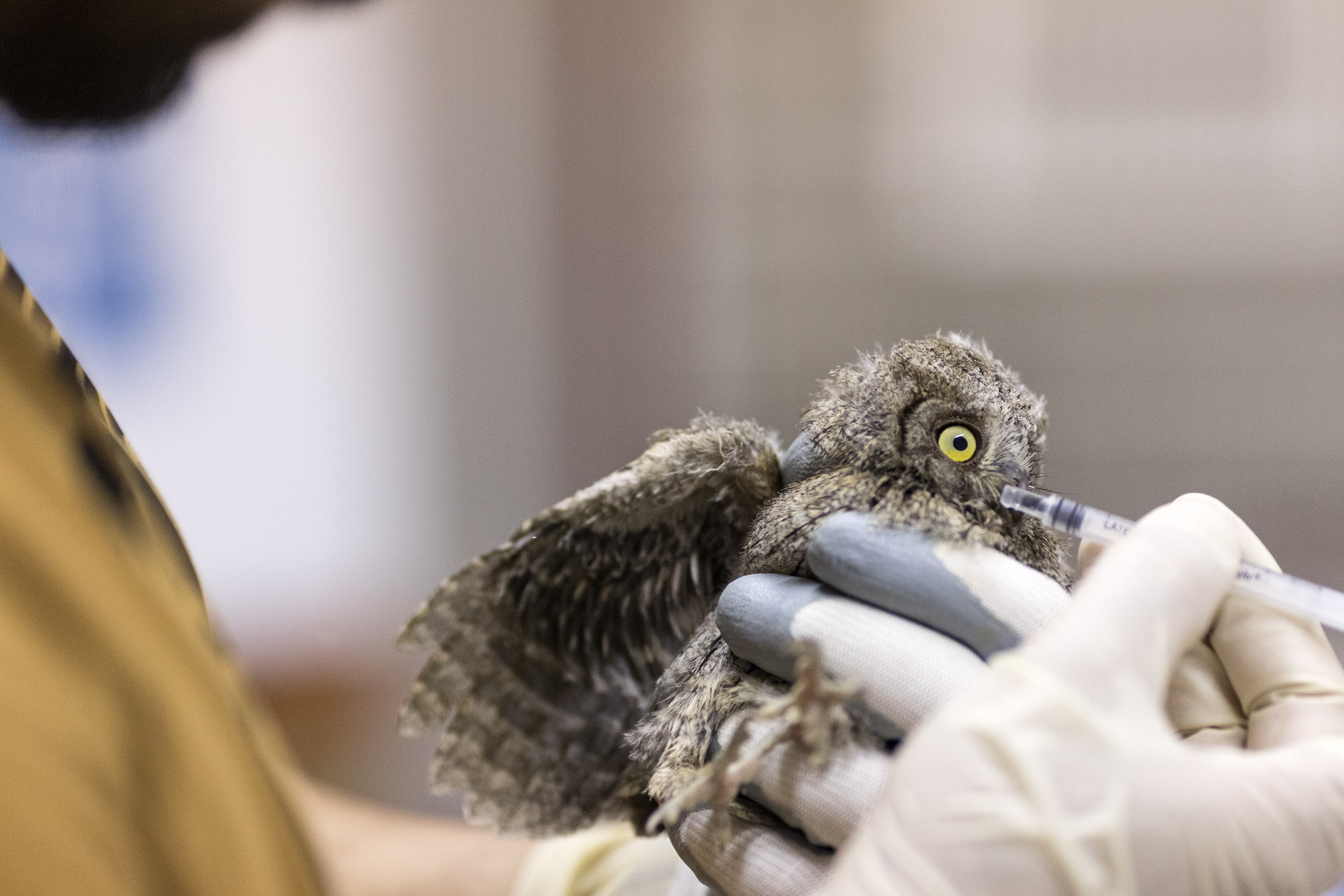 2022_07_29 CeTRAS - Liberazione rapaci ad Arno Vecchio