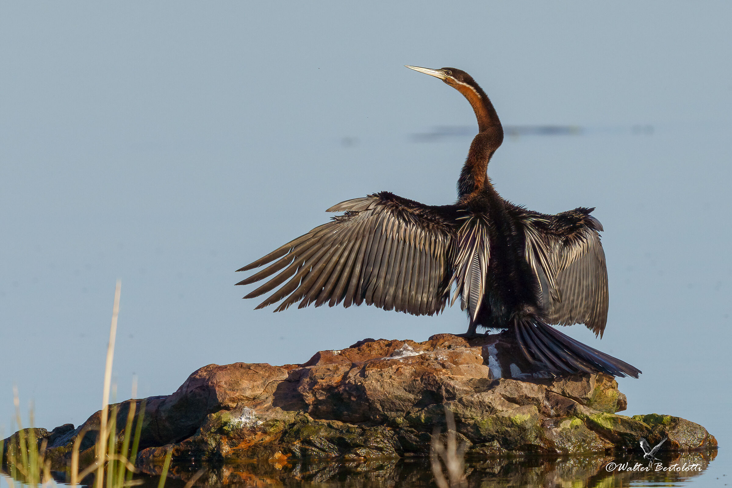 aninga in asciugatura