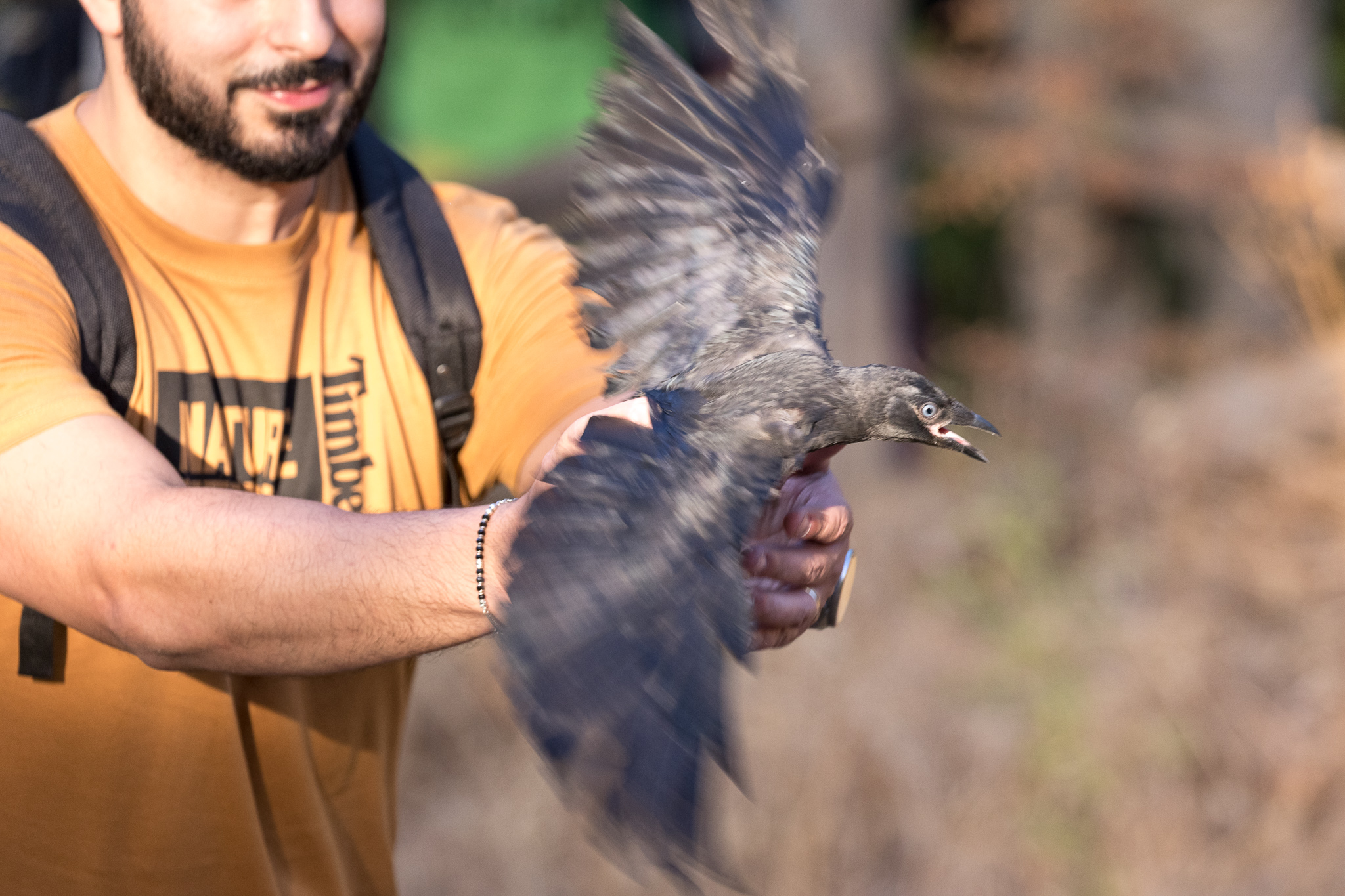2022_07_29 CeTRAS - Liberazione rapaci ad Arno Vecchio