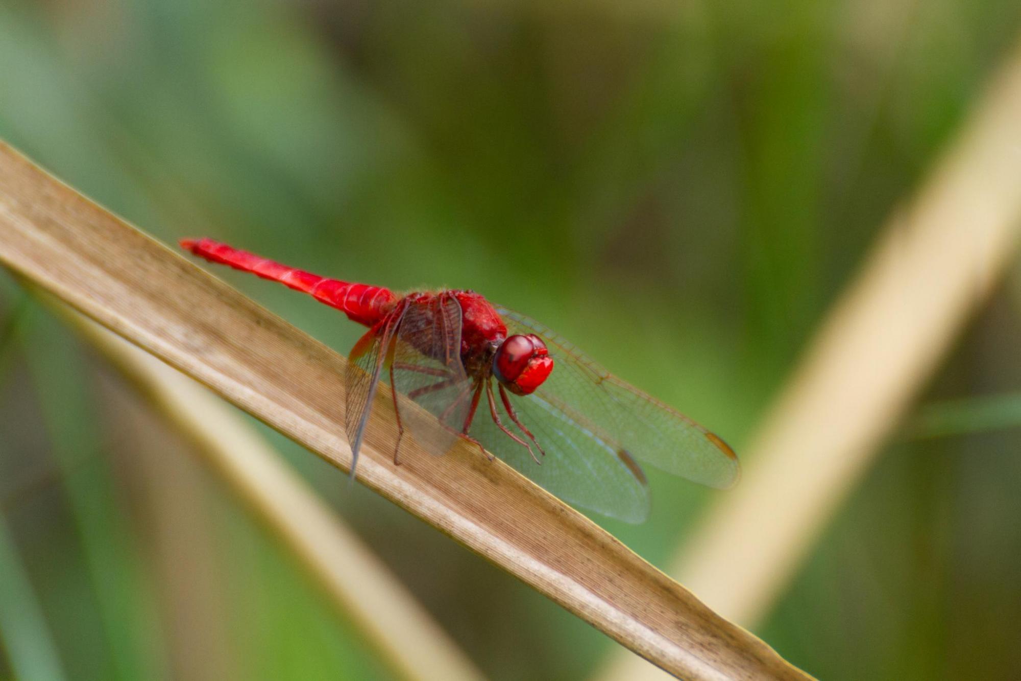 Spicy dragonfly