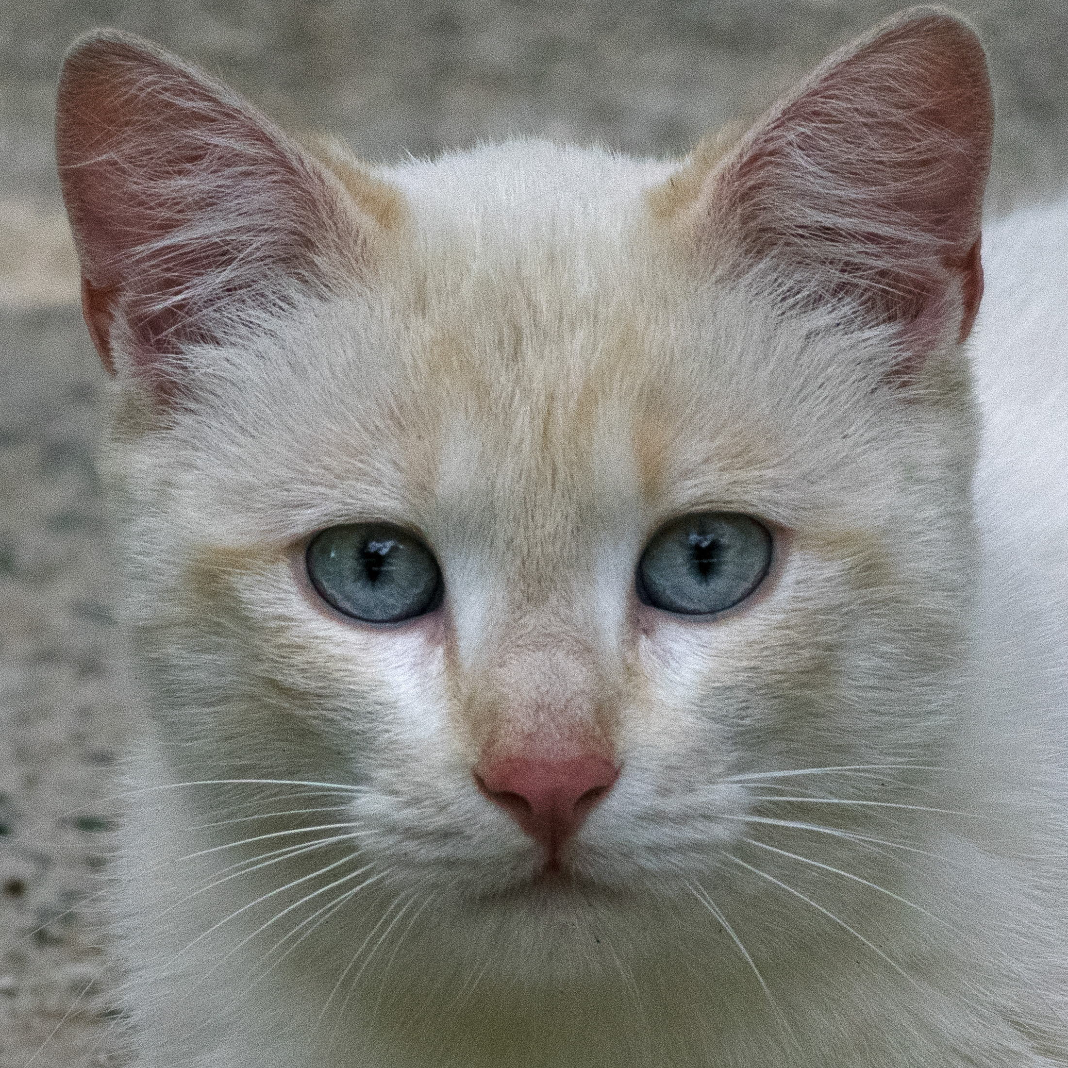 Occhi di Tigre