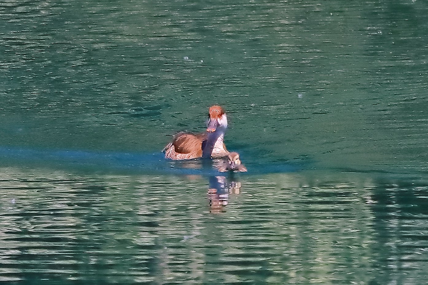 fistone turco 29-06-2022