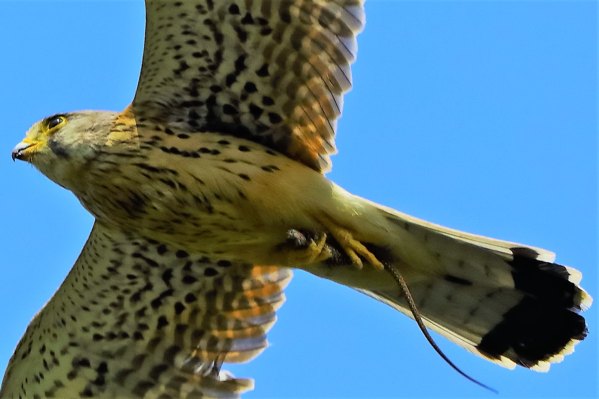 gheppio 14-06-2022 p p