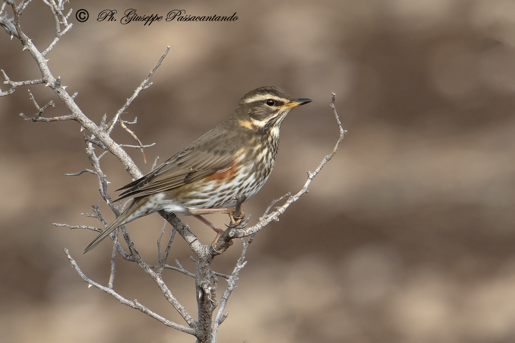 redwing