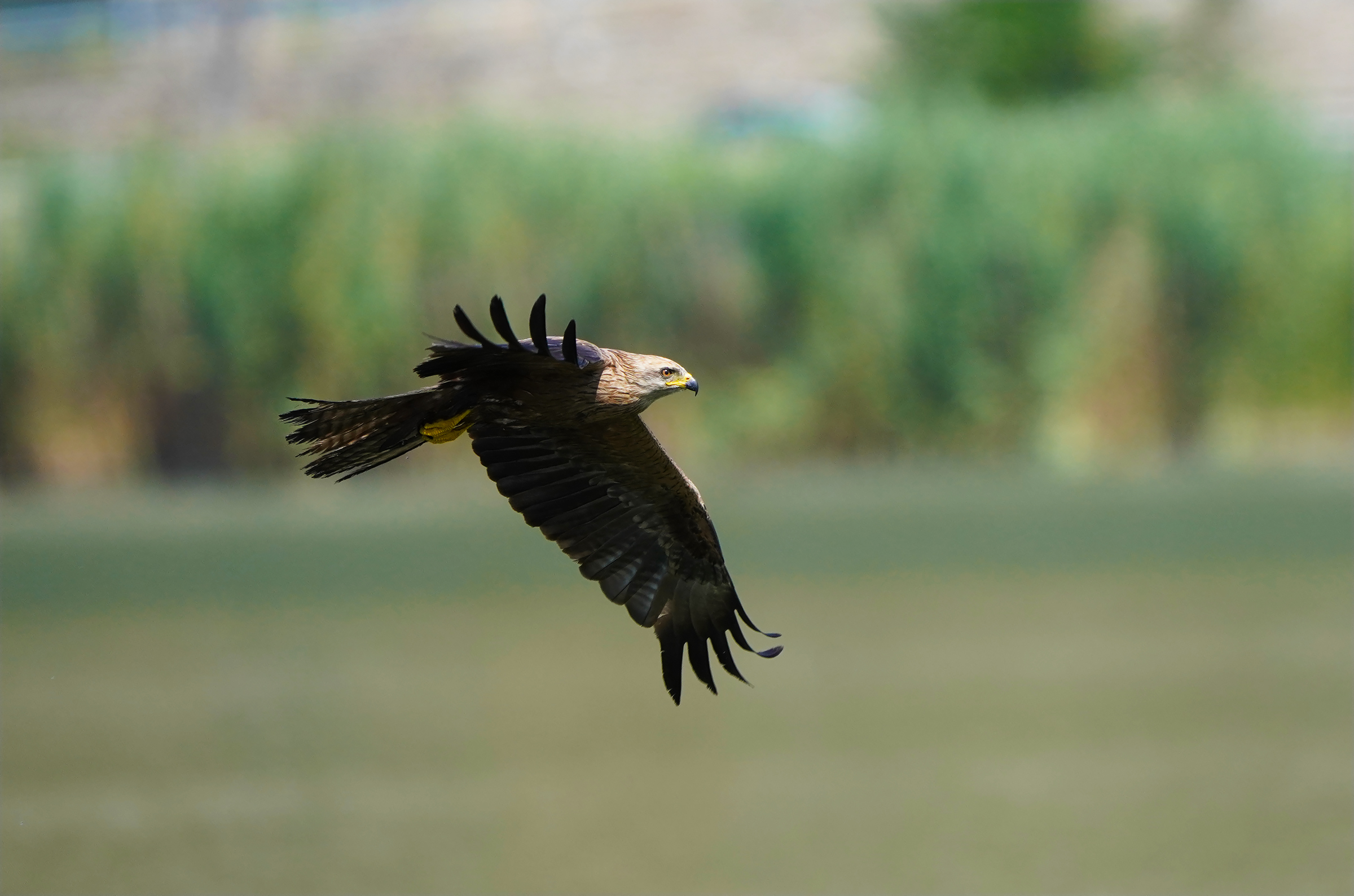 patrol flight