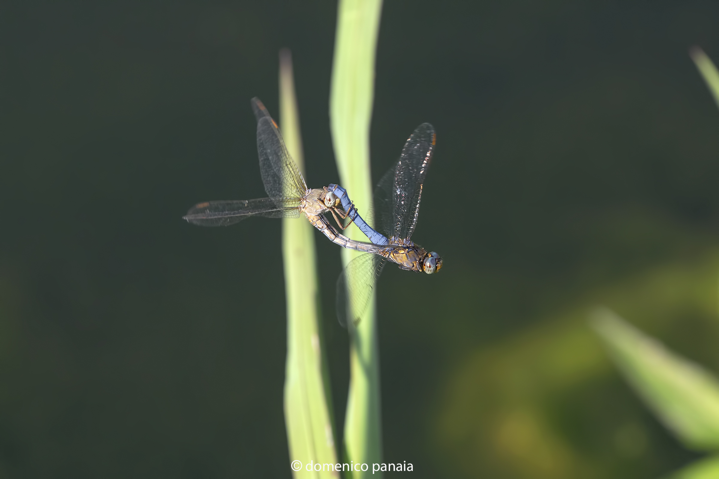 Orthetrum coerulescens