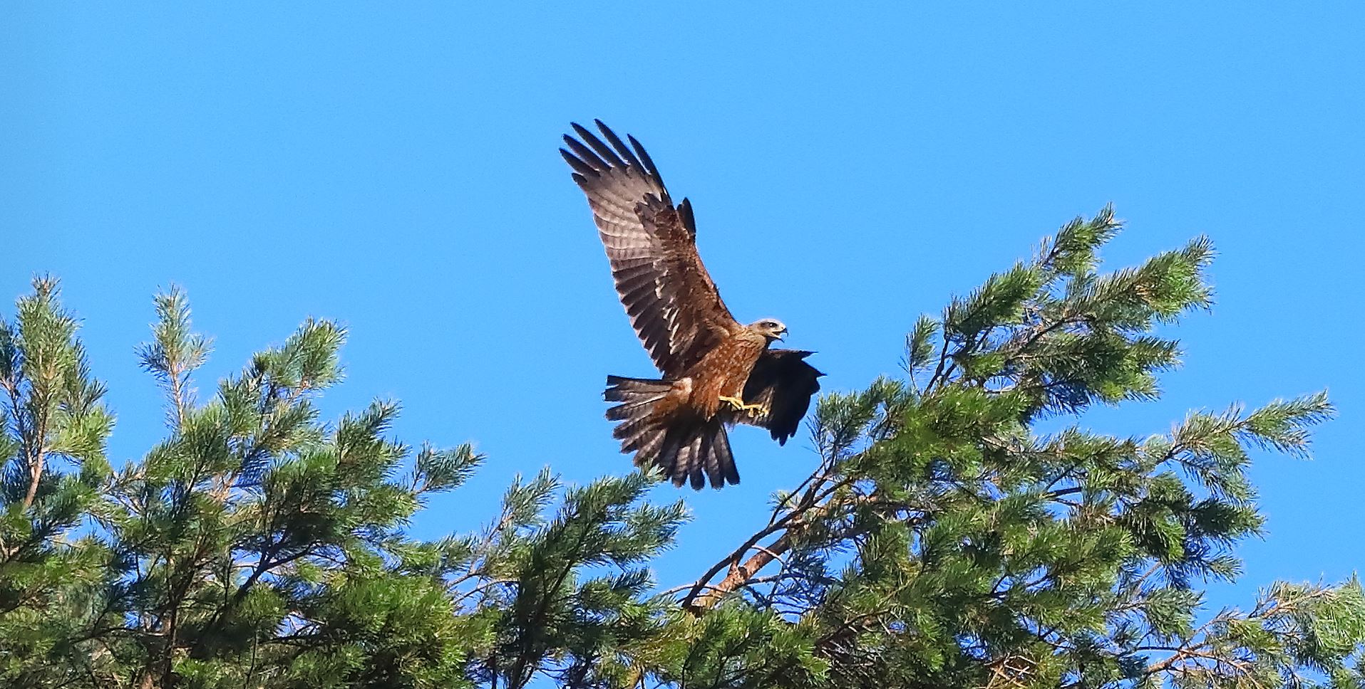 Nibbio bruno 02-08-2022