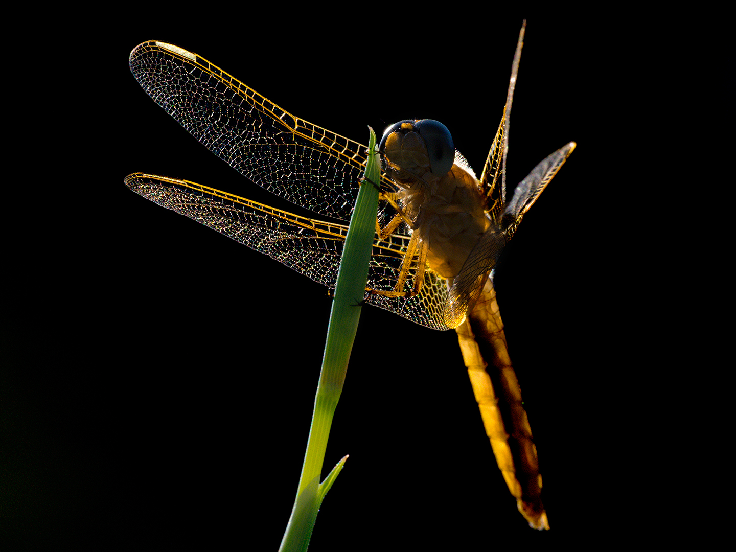 Crocothemis erythraea (female)