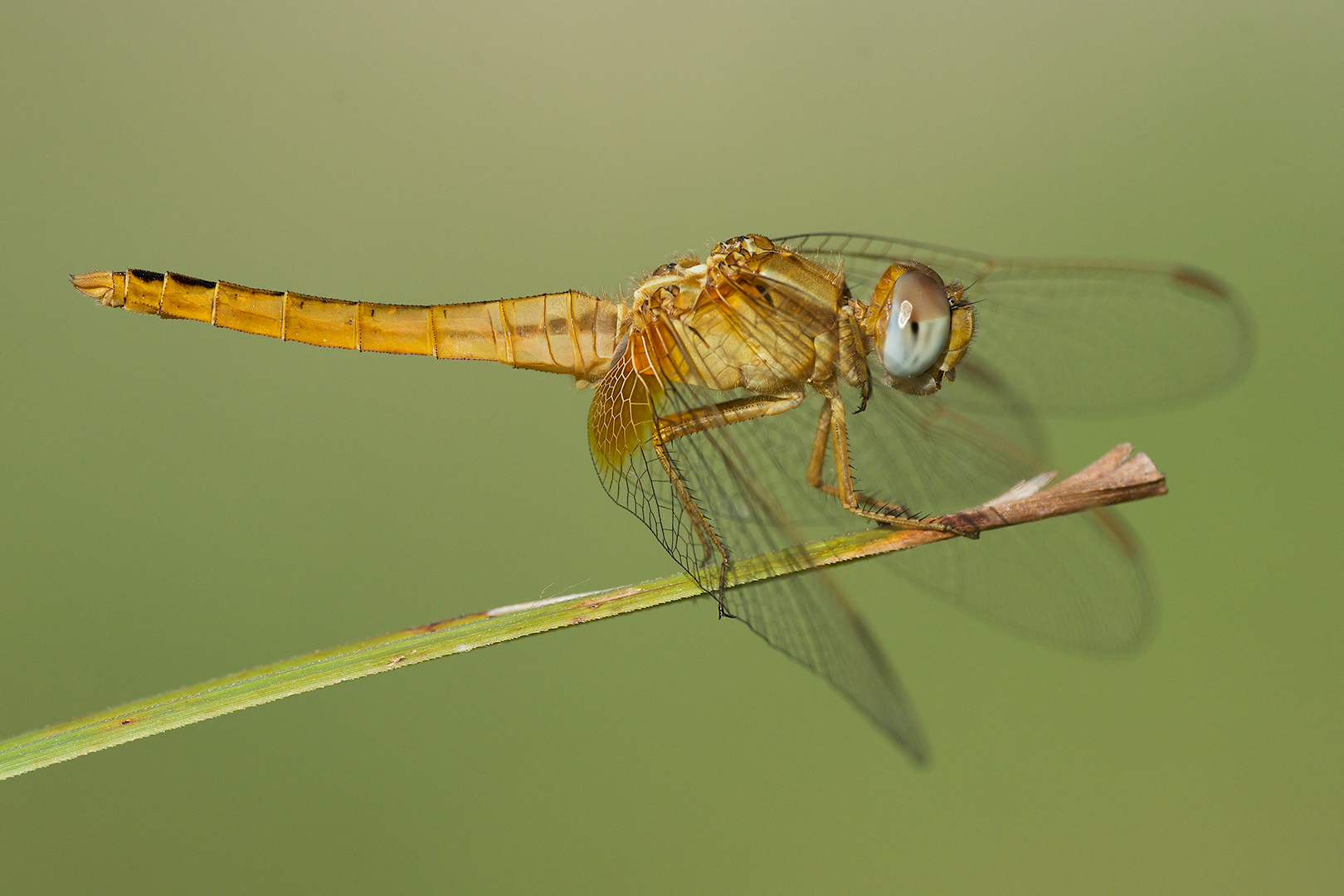 Crocothemis erythraea (female)