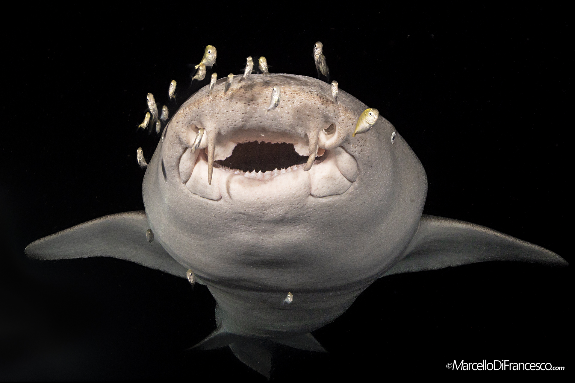 "Nidhan Miyaru" - Nurse Shark