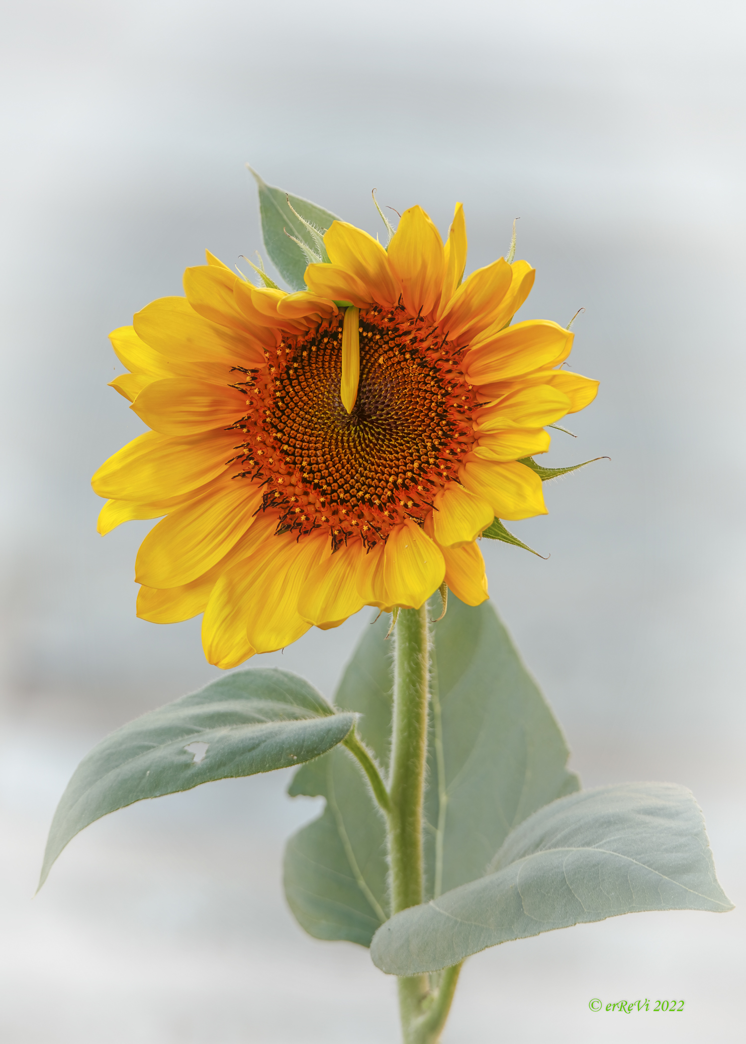 Fino all'ultima ligula.