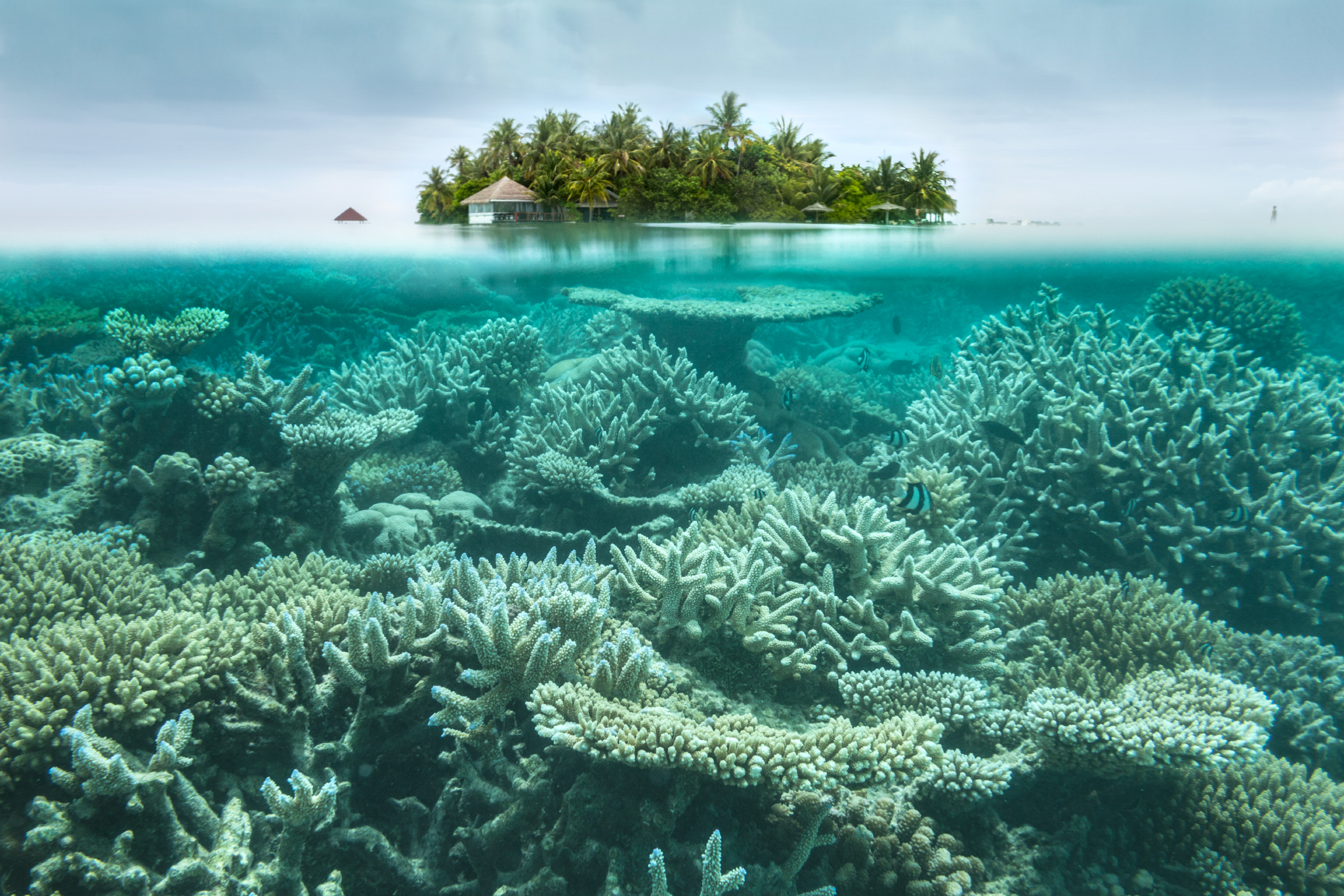 Maldives mid-water (unique shot with waterproof case)