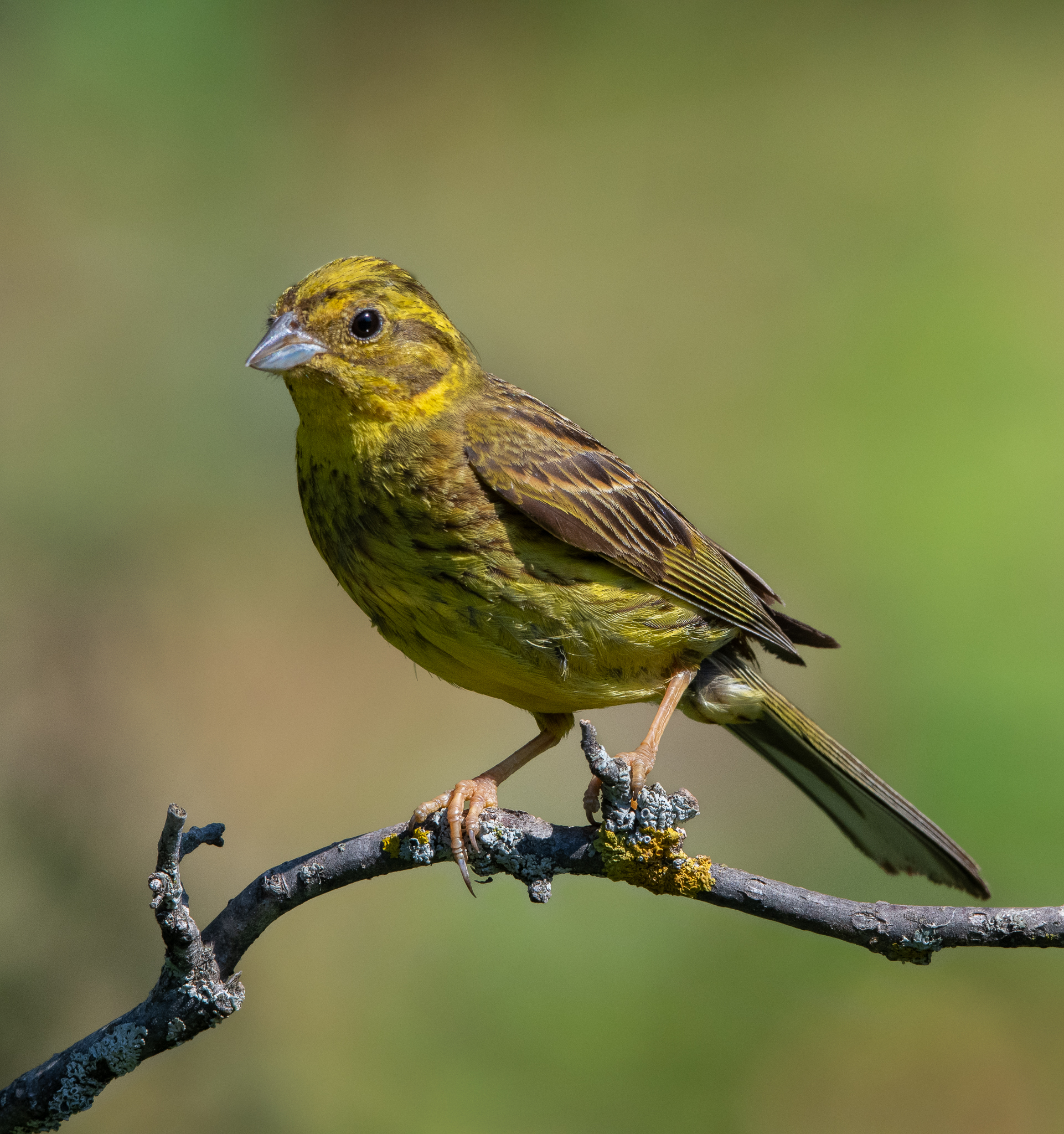 Mio primo Zigolo giallo