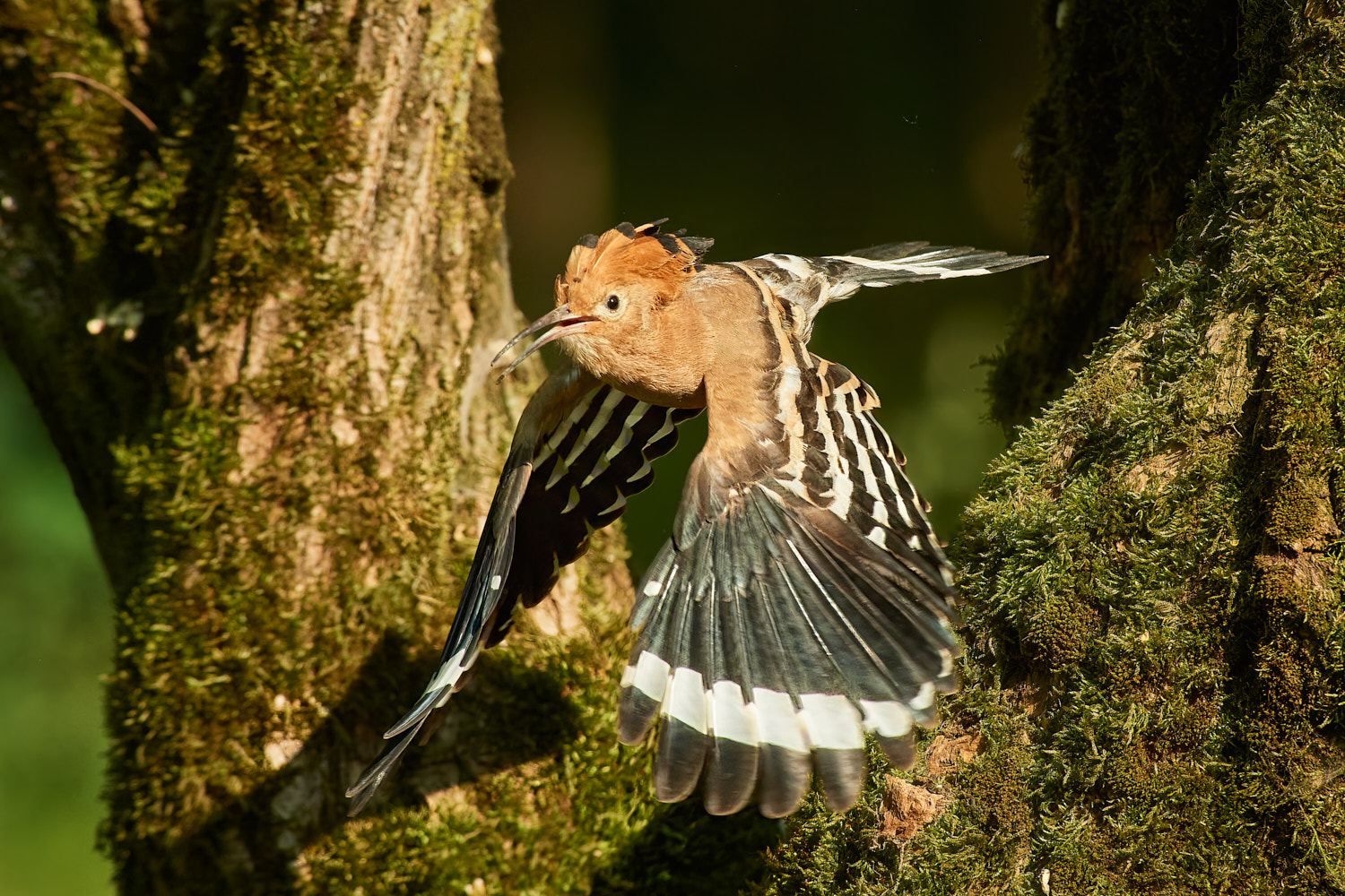 Hoopoe