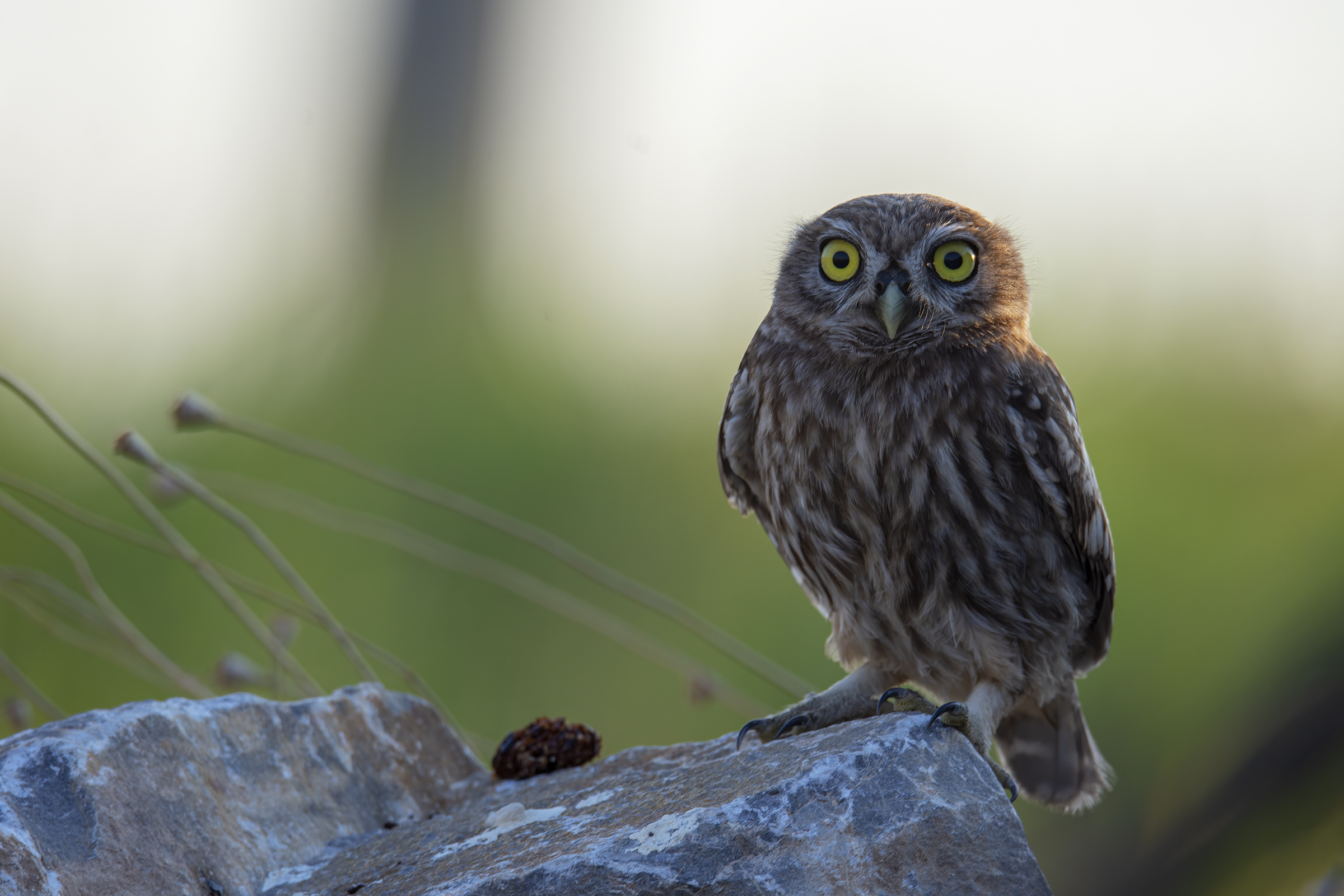 Dopo aver espulso la borra