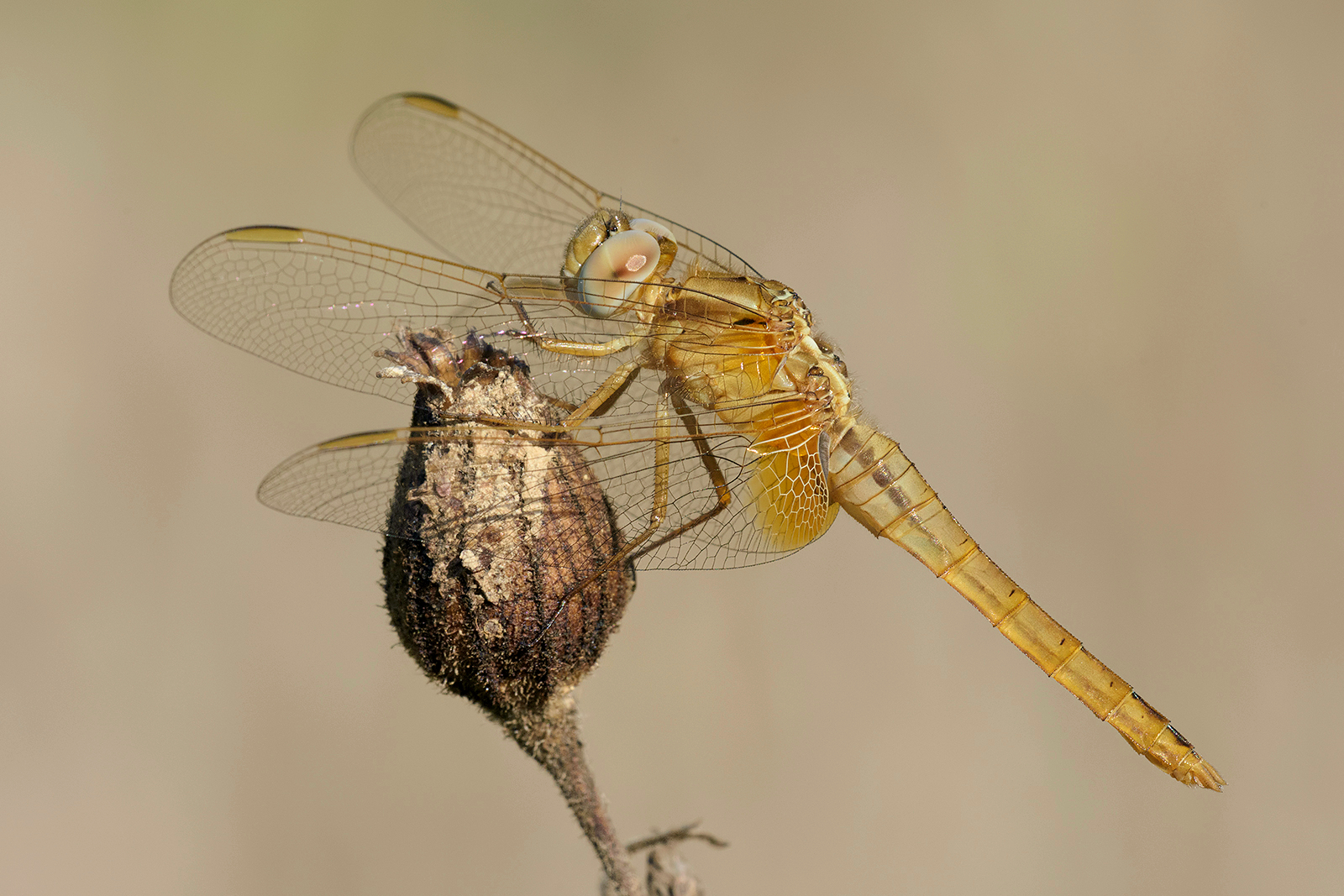 Crocothemis erythraea (female).