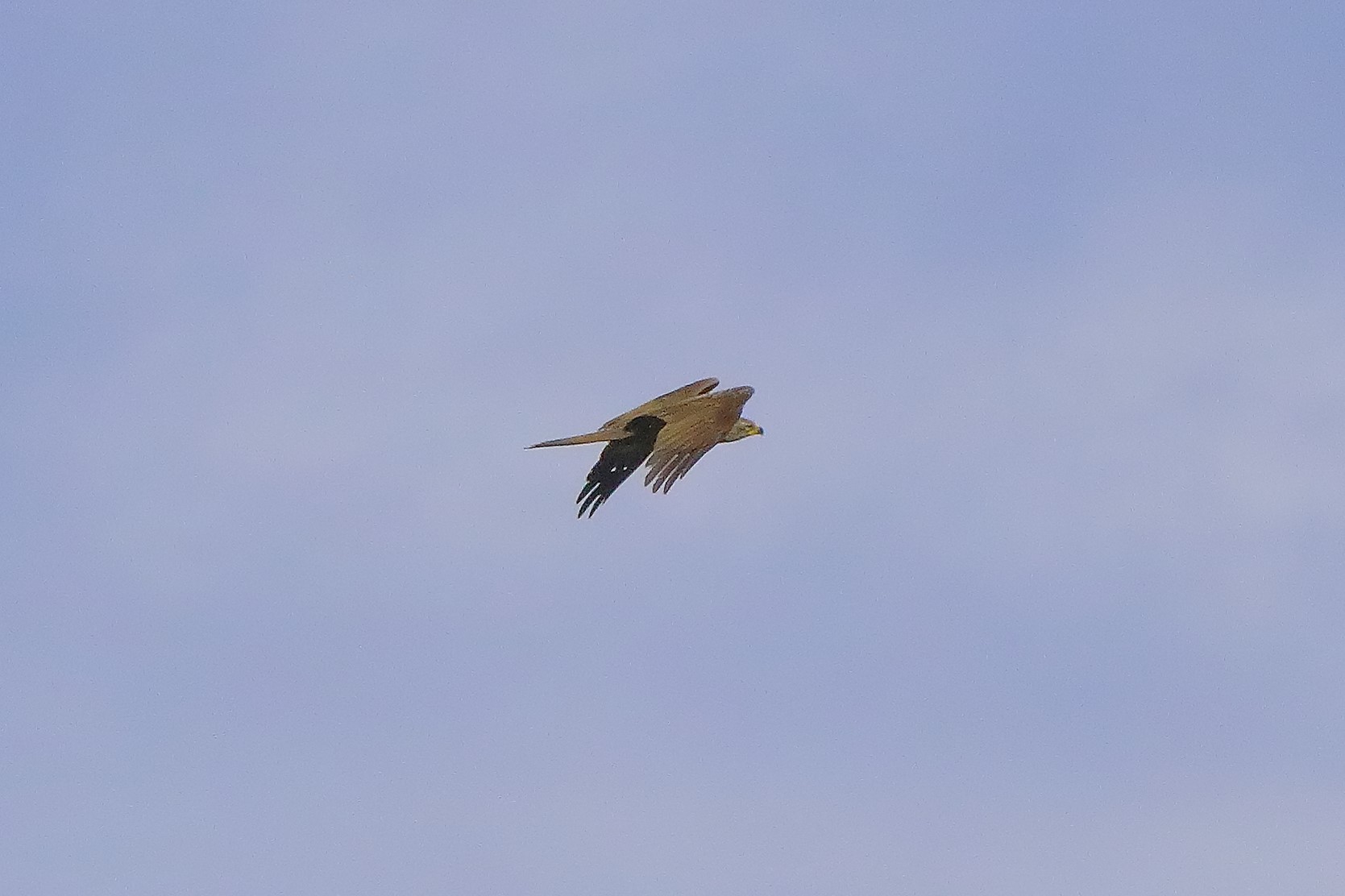 Nibbio bruno 07-06-2022