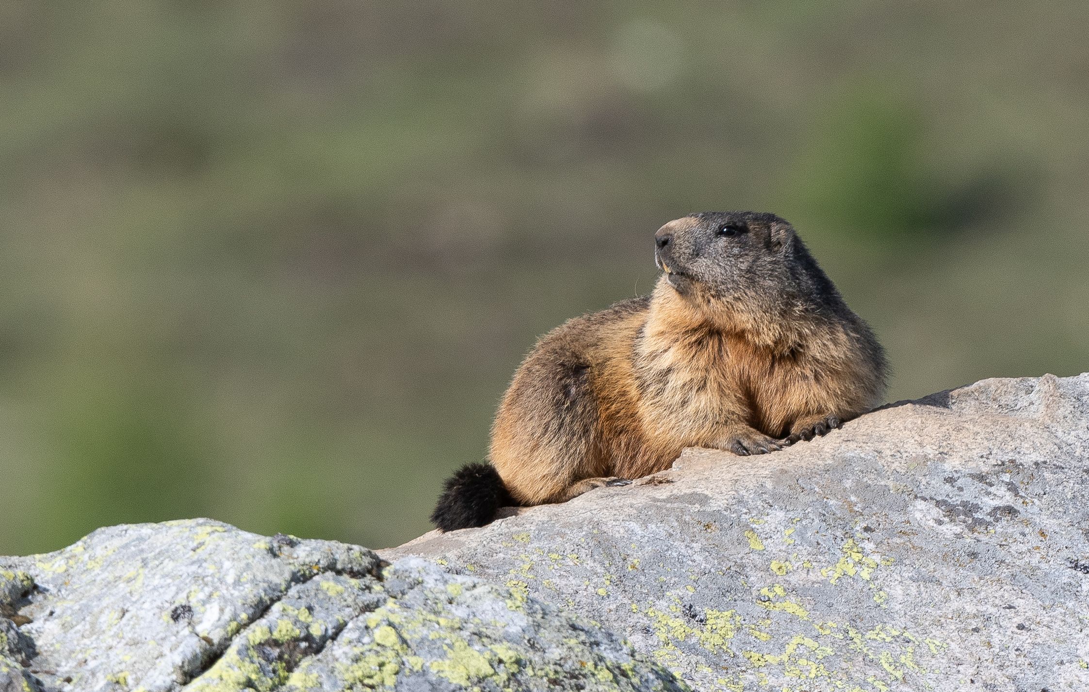 marmot