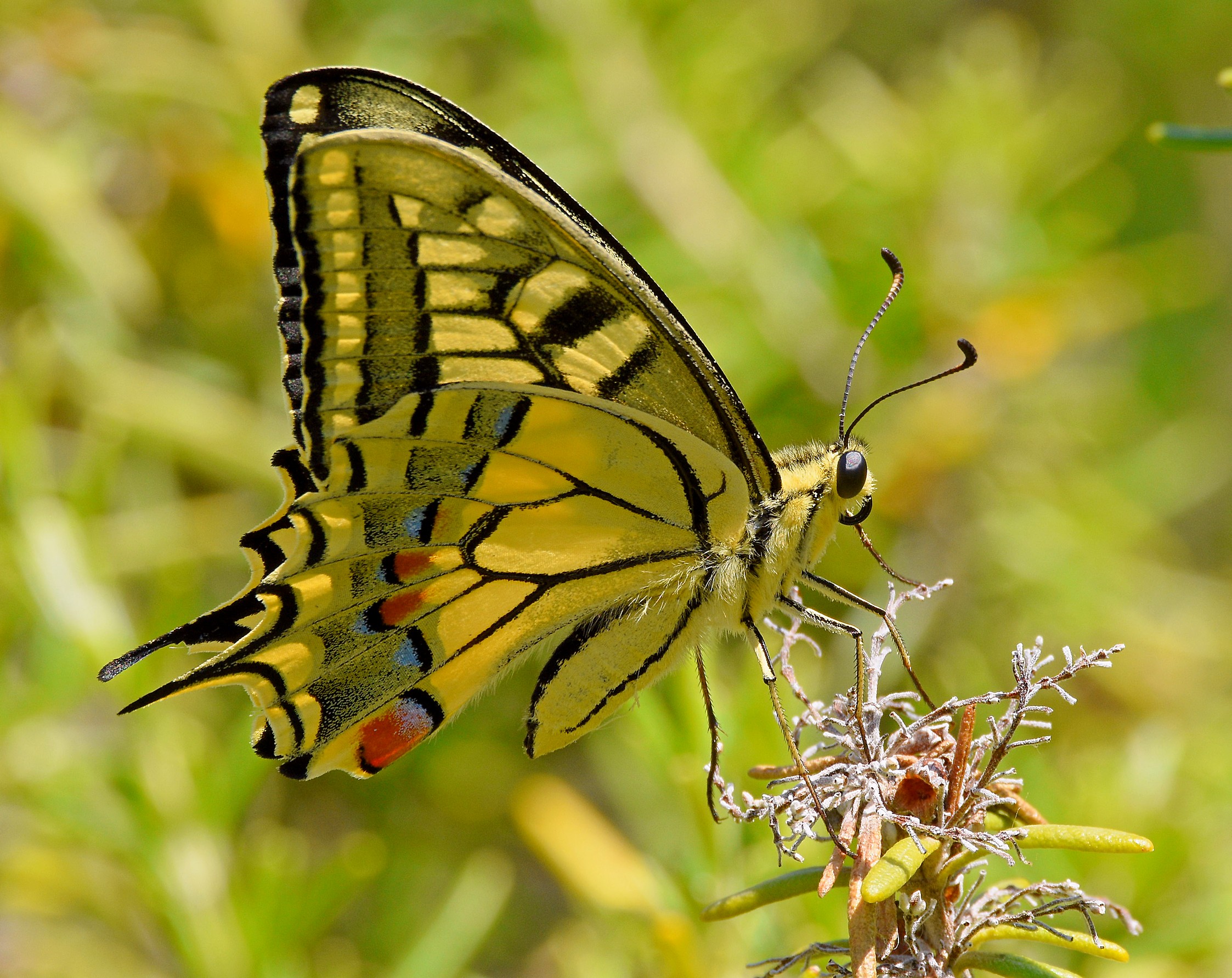 Macaone (Papilio machaon)