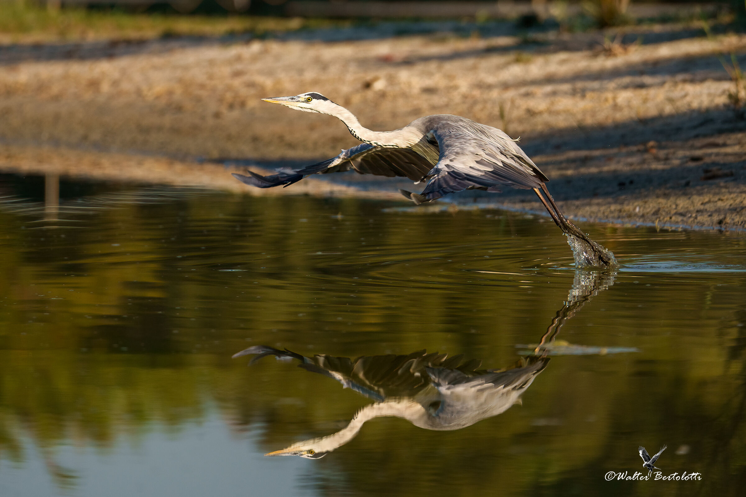 mirrored detachment
