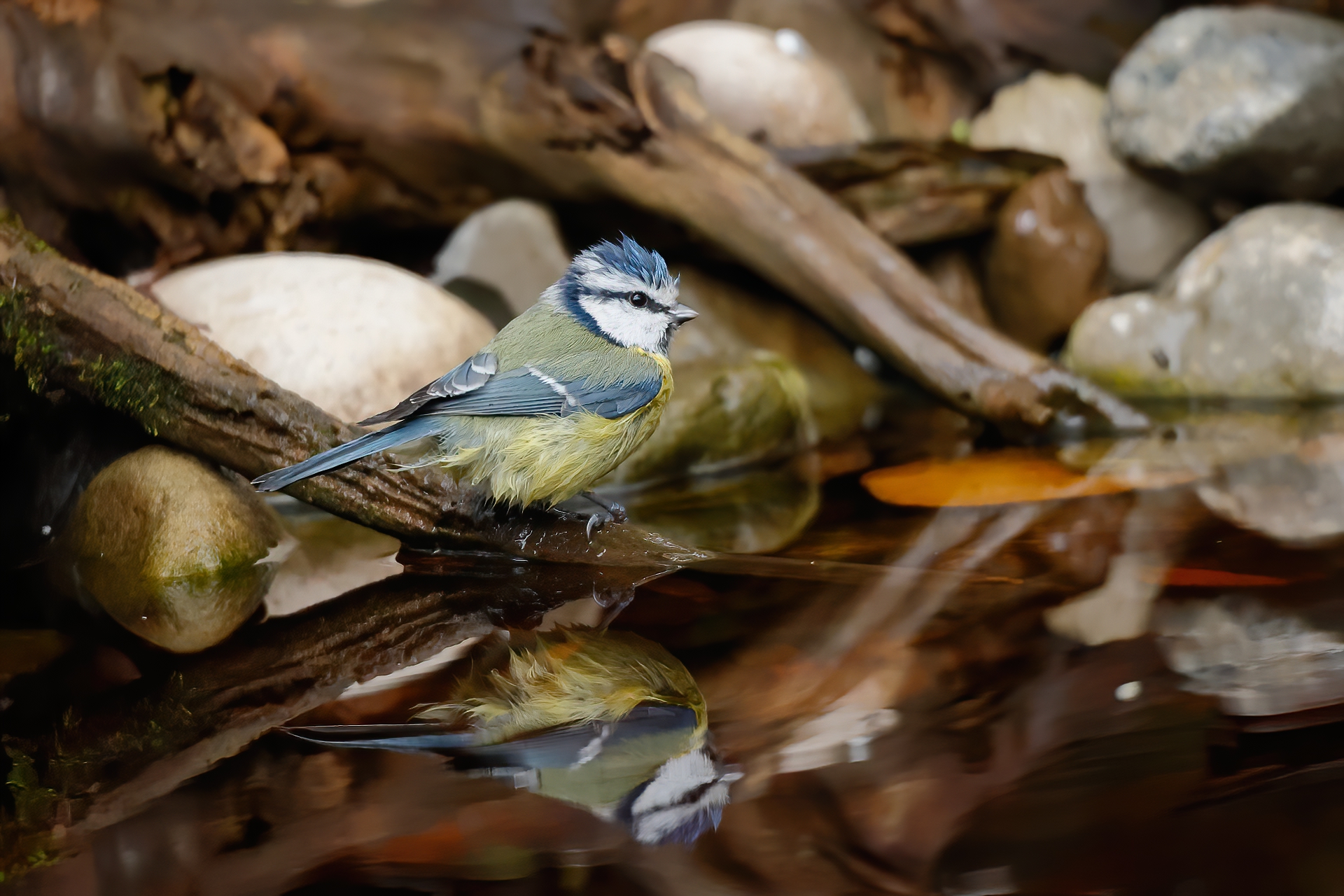 Male chaffinch quenches its thirst
