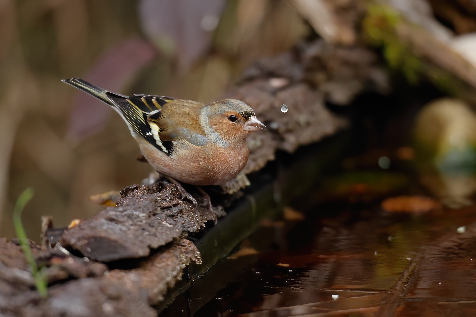 Chaffinch quenches its thirst