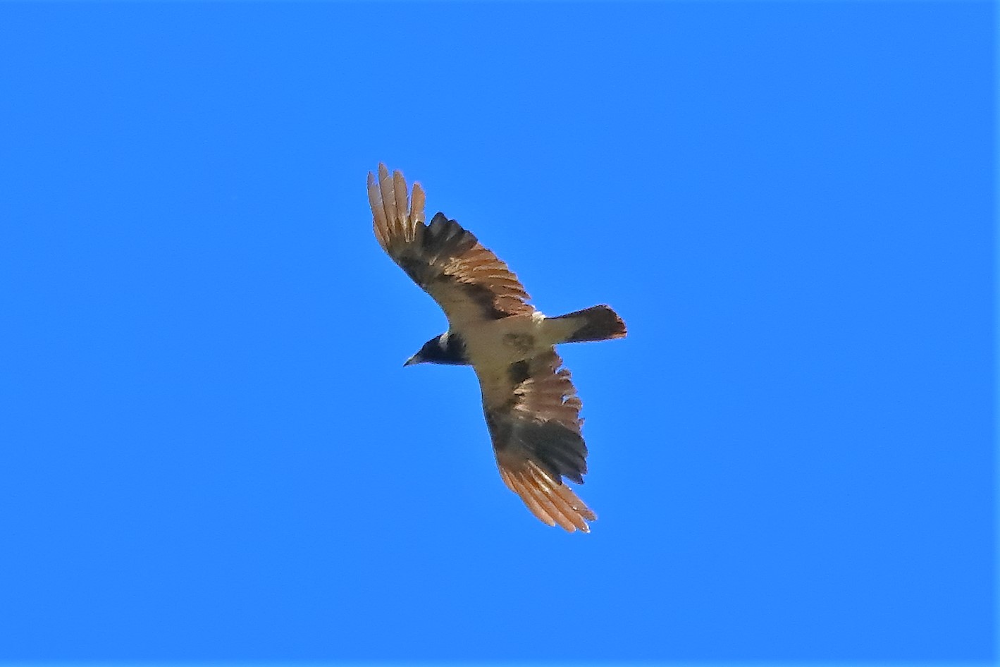 cornacchia 10-06-2022