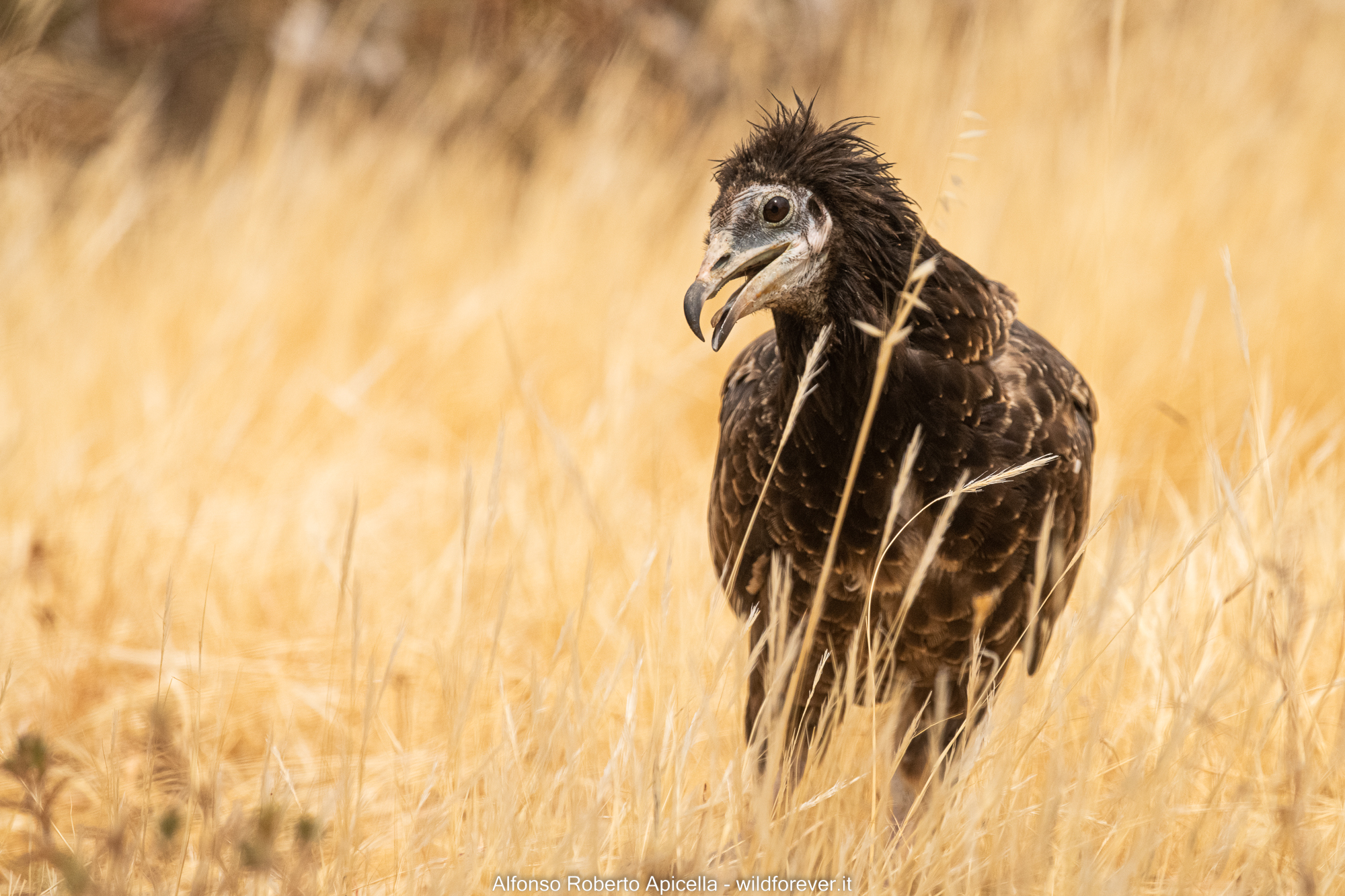 White scavenger vulture