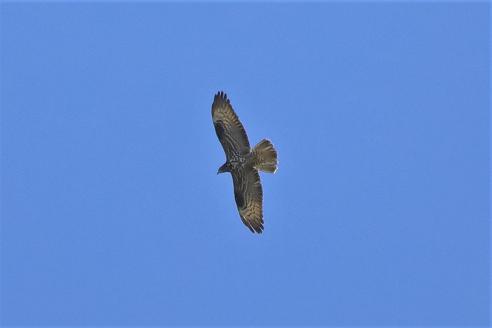 pecchiaiolo 11-06-2022