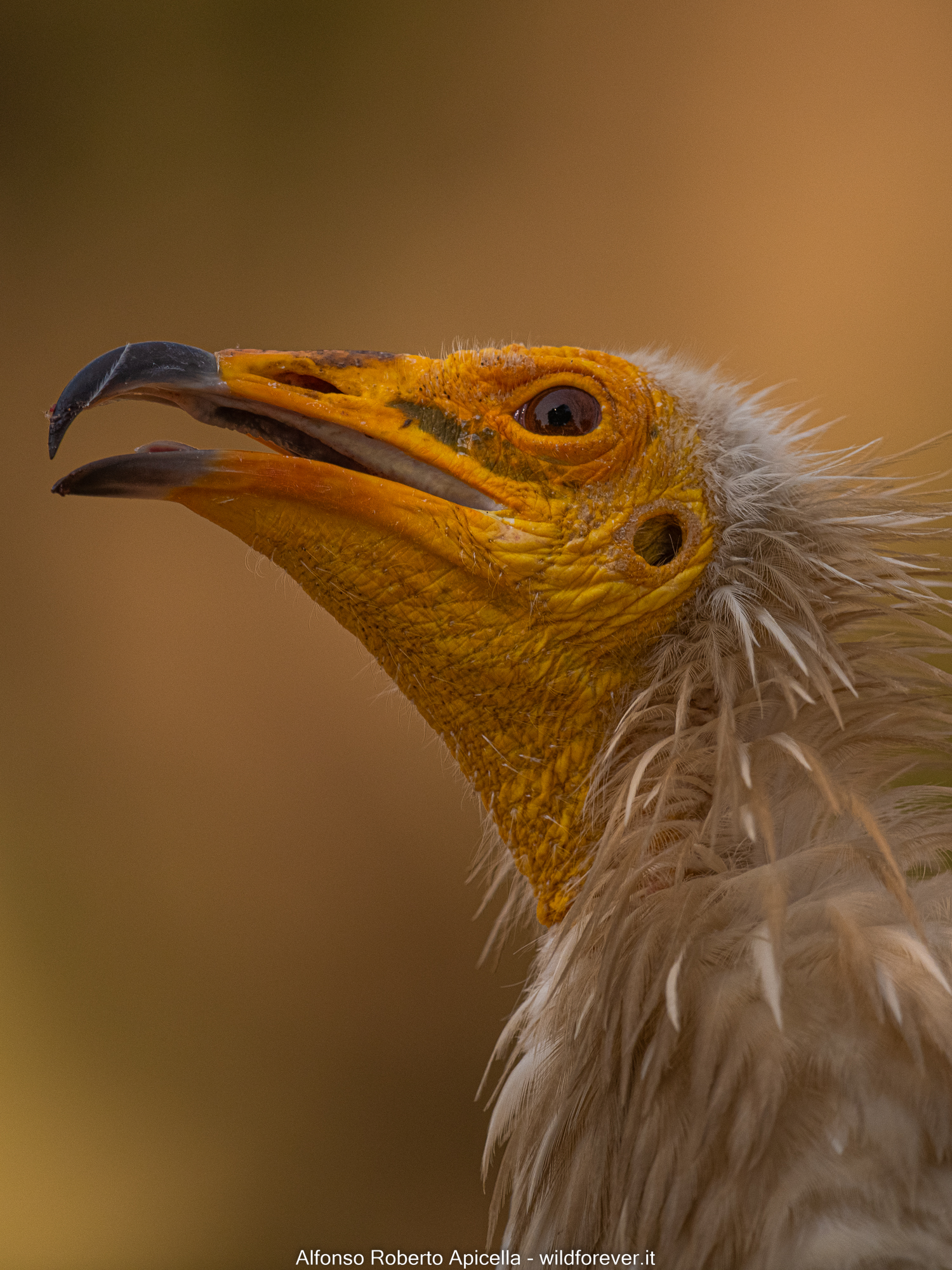 Portrait Egyptian vulture