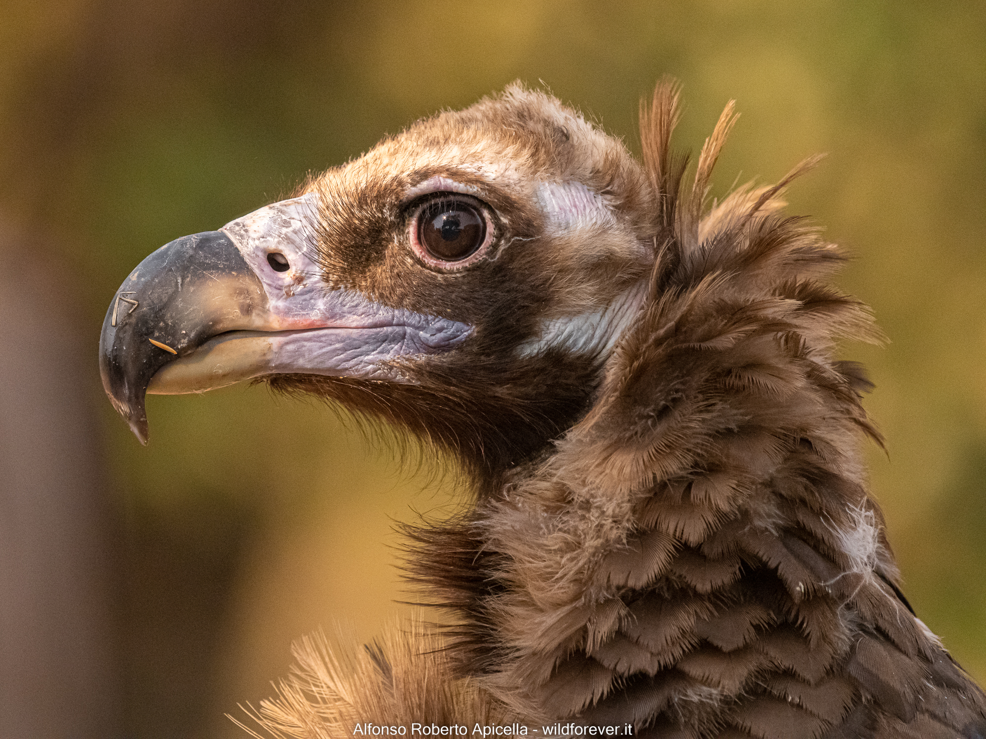 Portrait Vulture Monaco