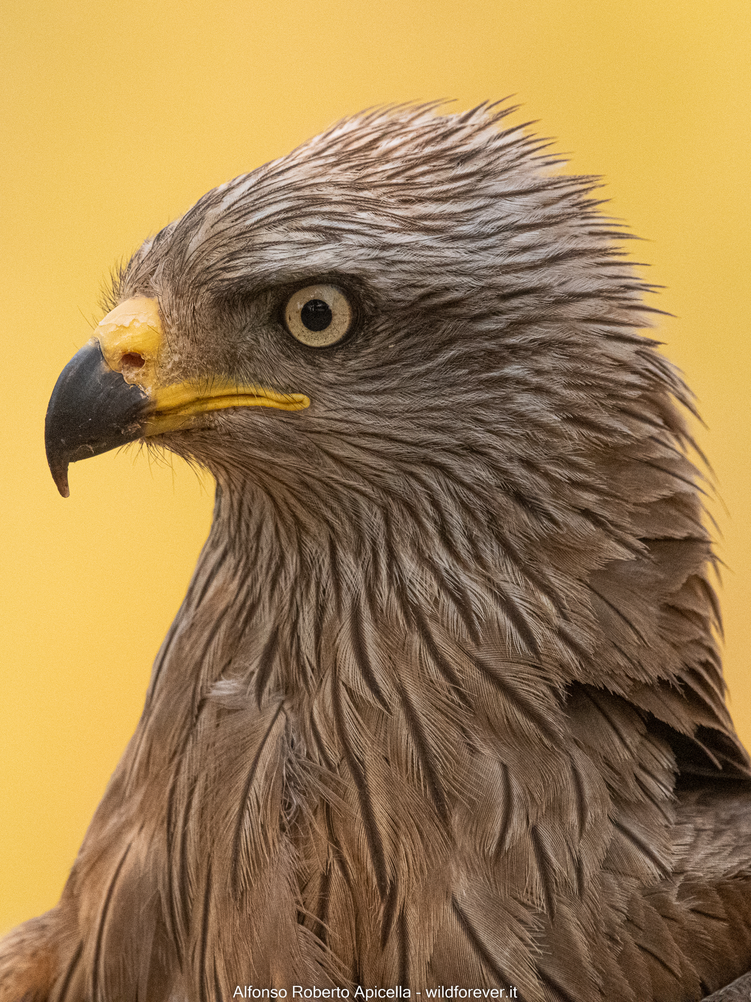 Portrait Of Nibbio Bruno