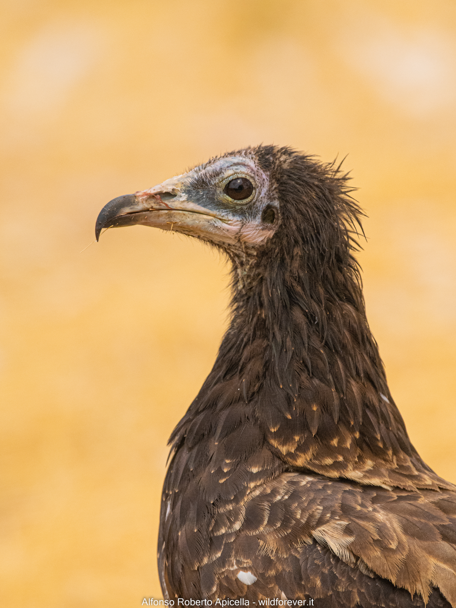 Young Egyptian vulture