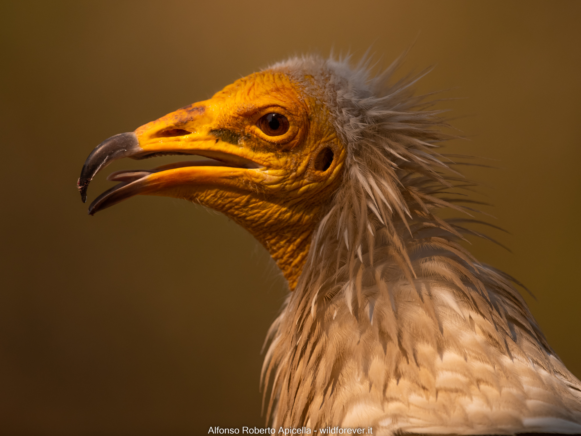 Portrait Egyptian vulture