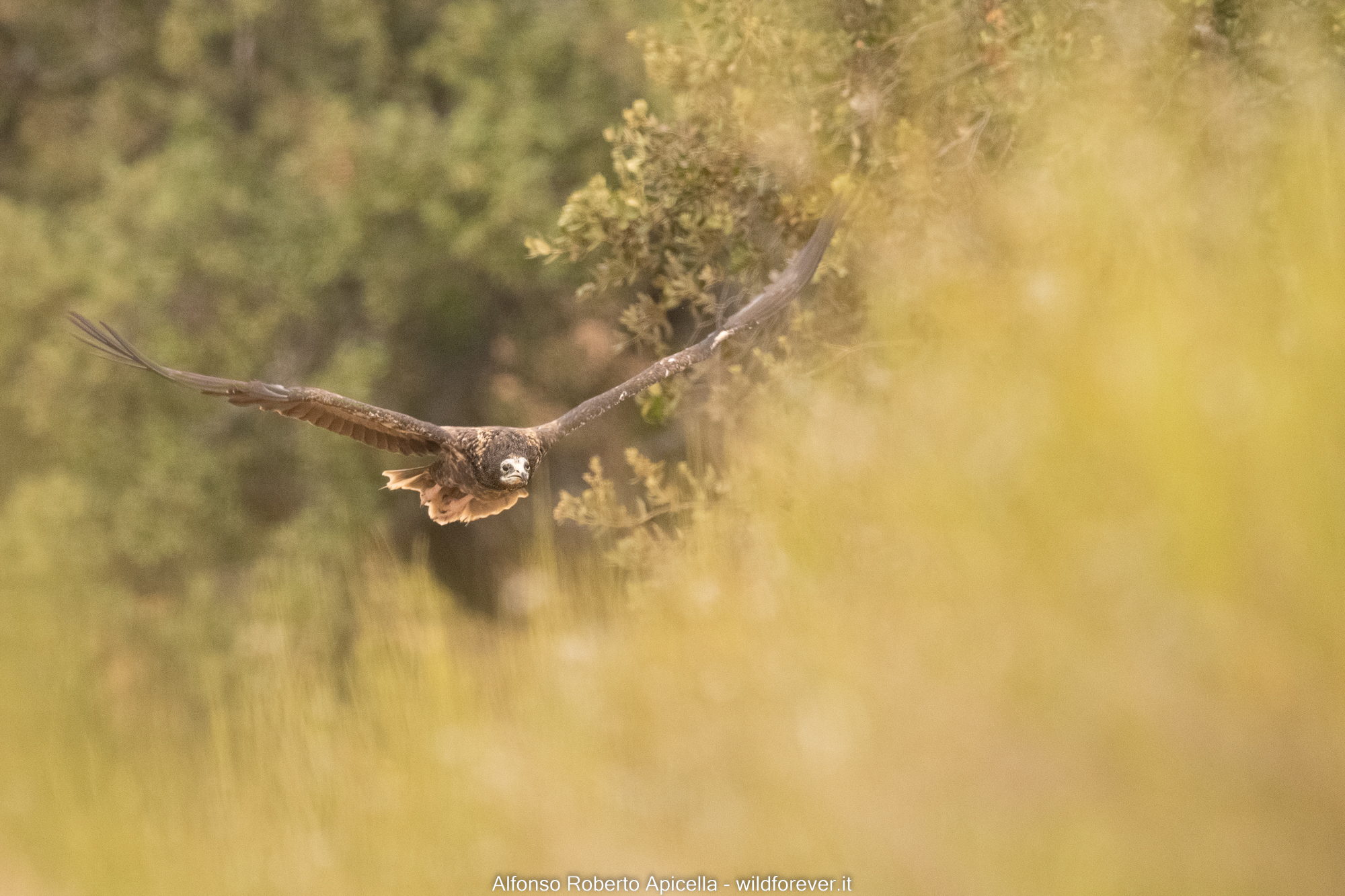 White scavenger vulture