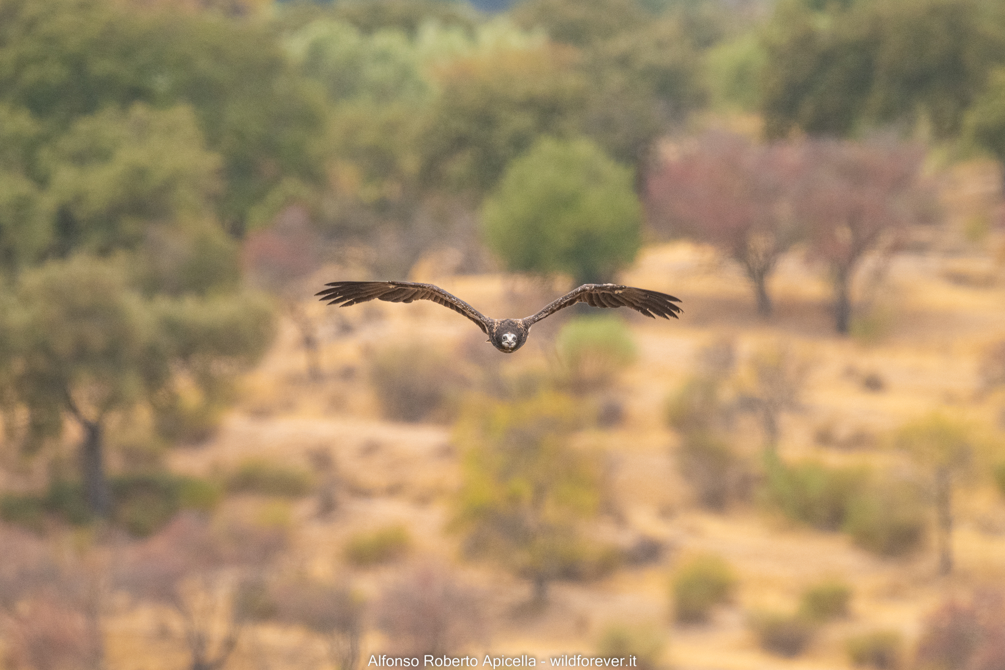 White scavenger vulture