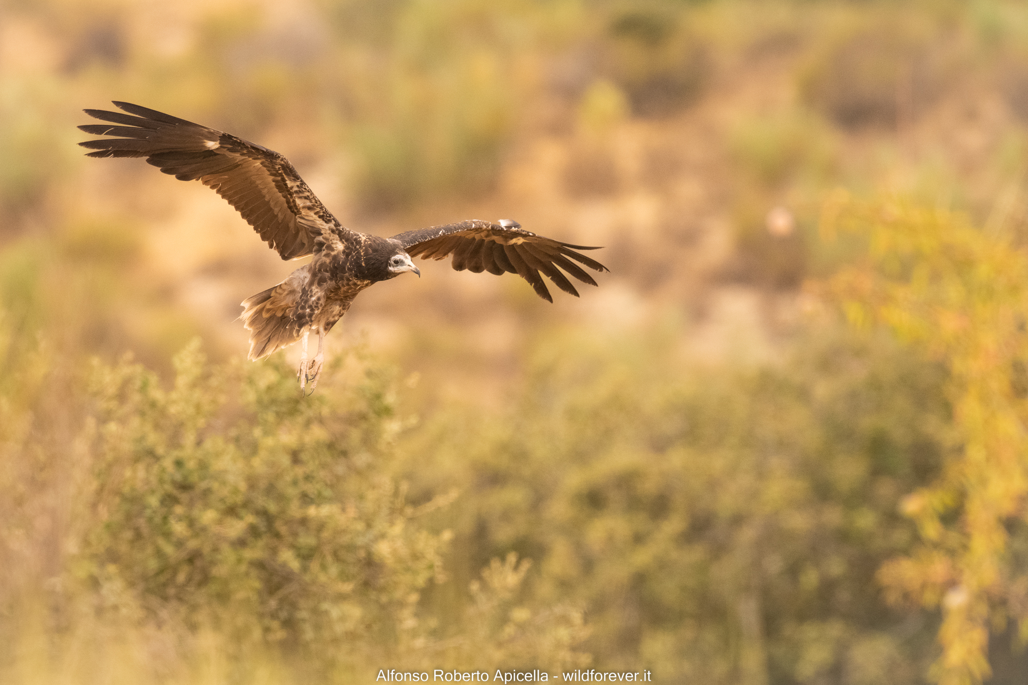 White scavenger vulture