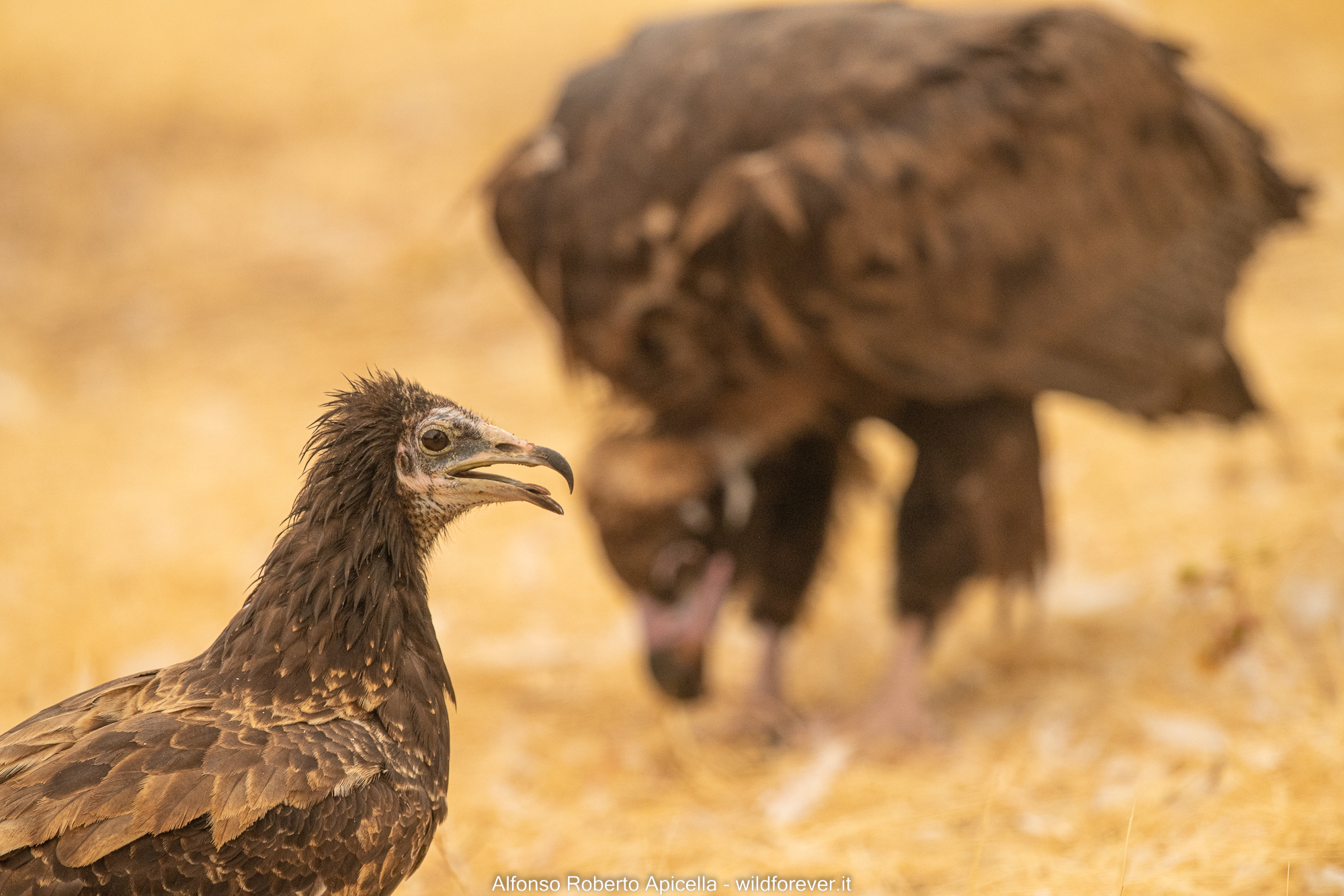 White scavenger vulture