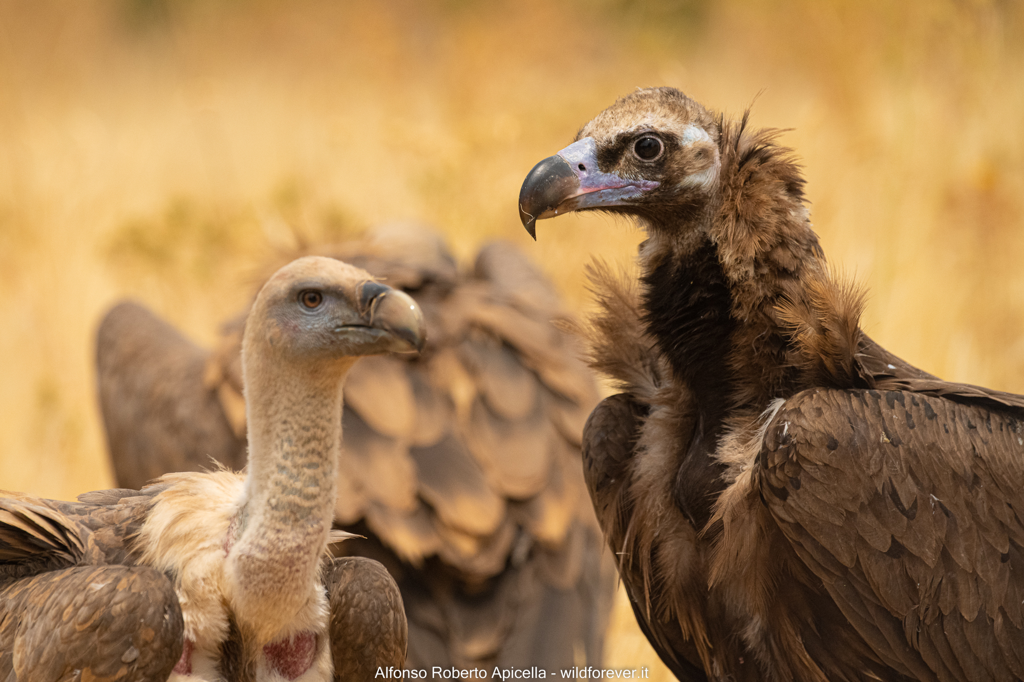 Vultures in comparison