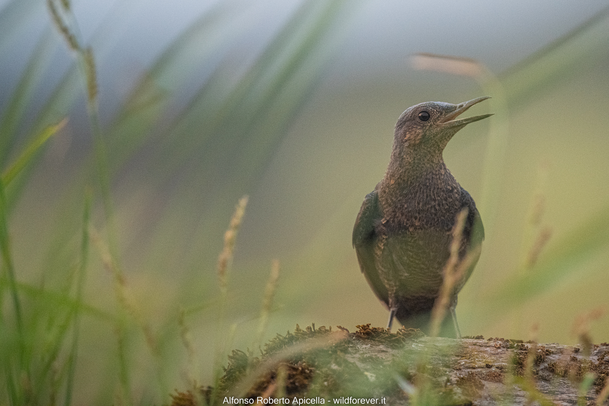 Blue rock thrush