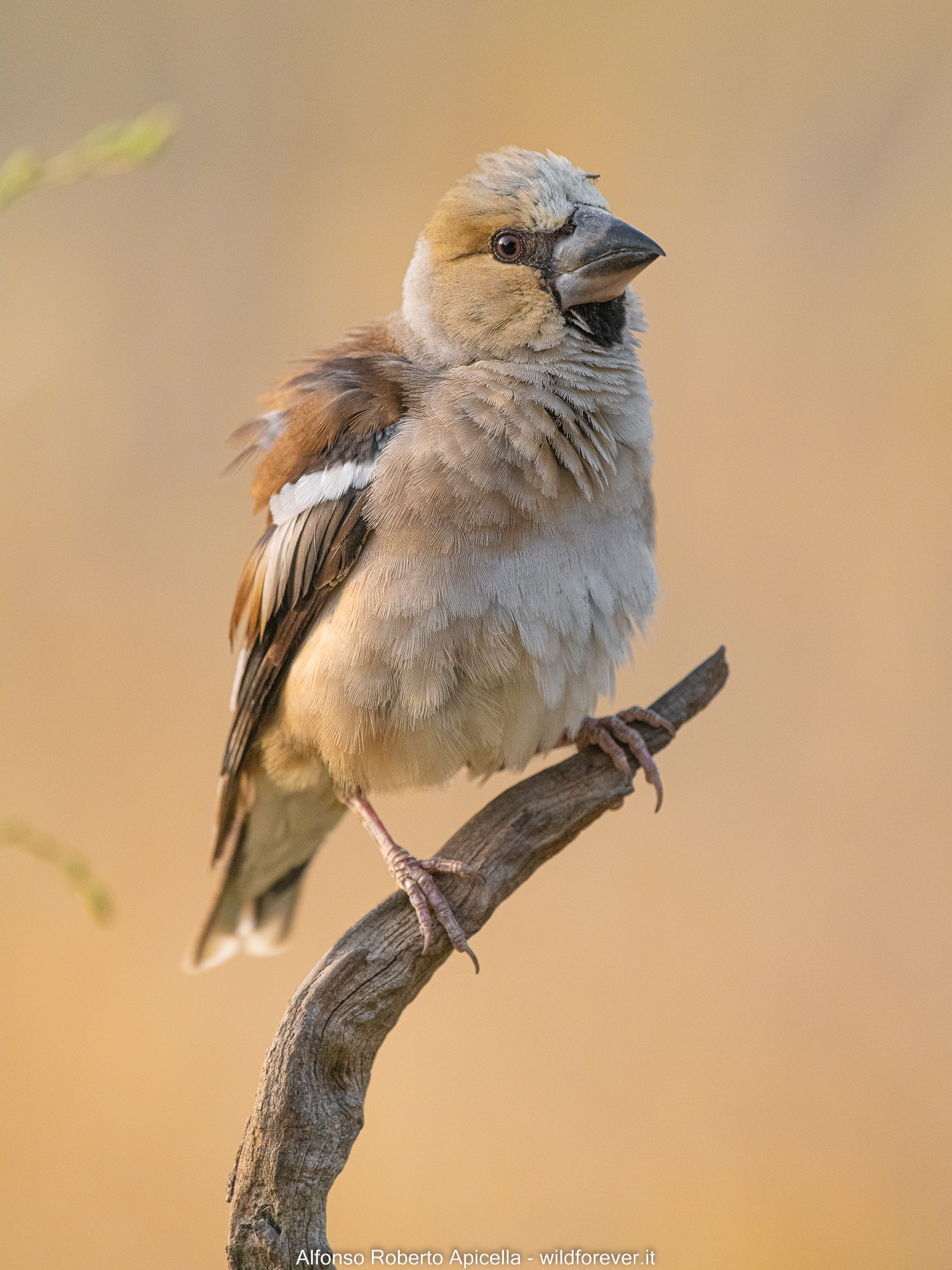 Hawfinch