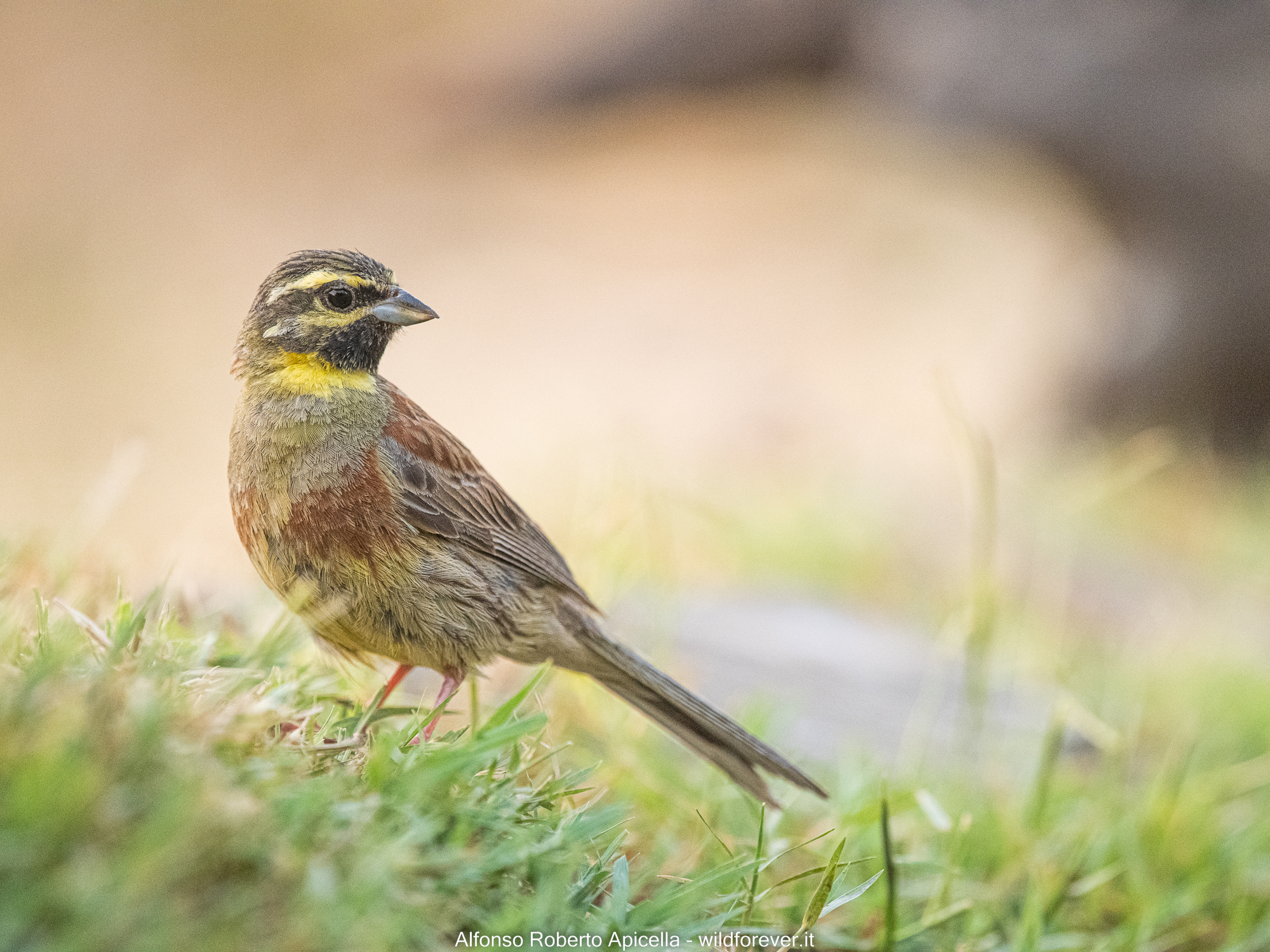 Cirl bunting