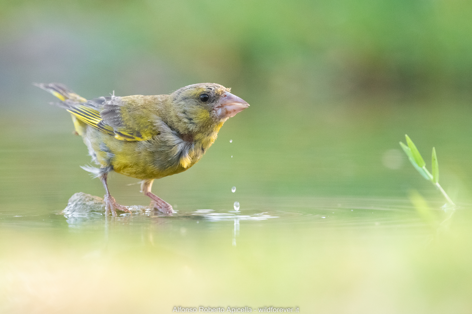 Greenfinch