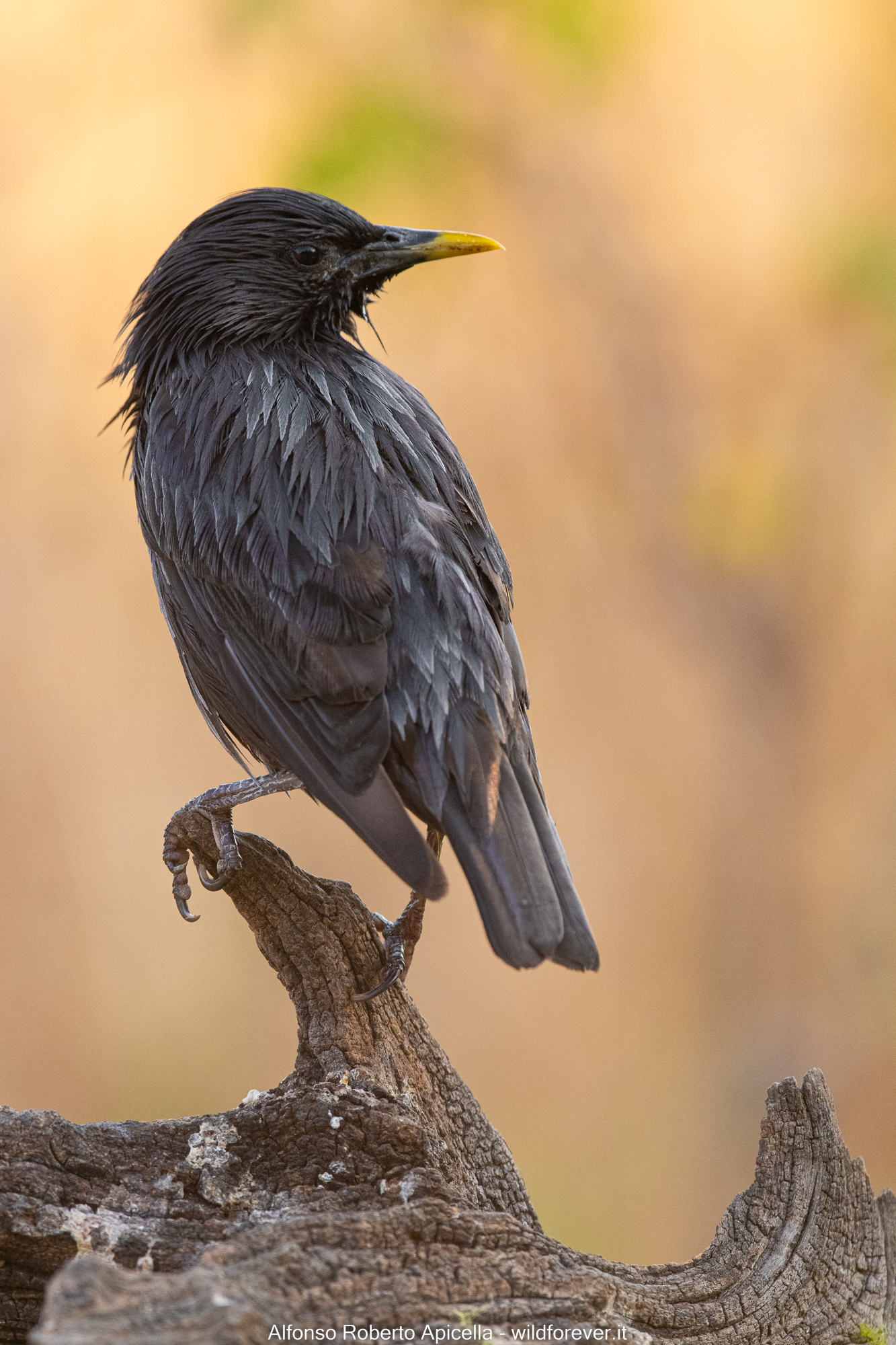 Black Starling